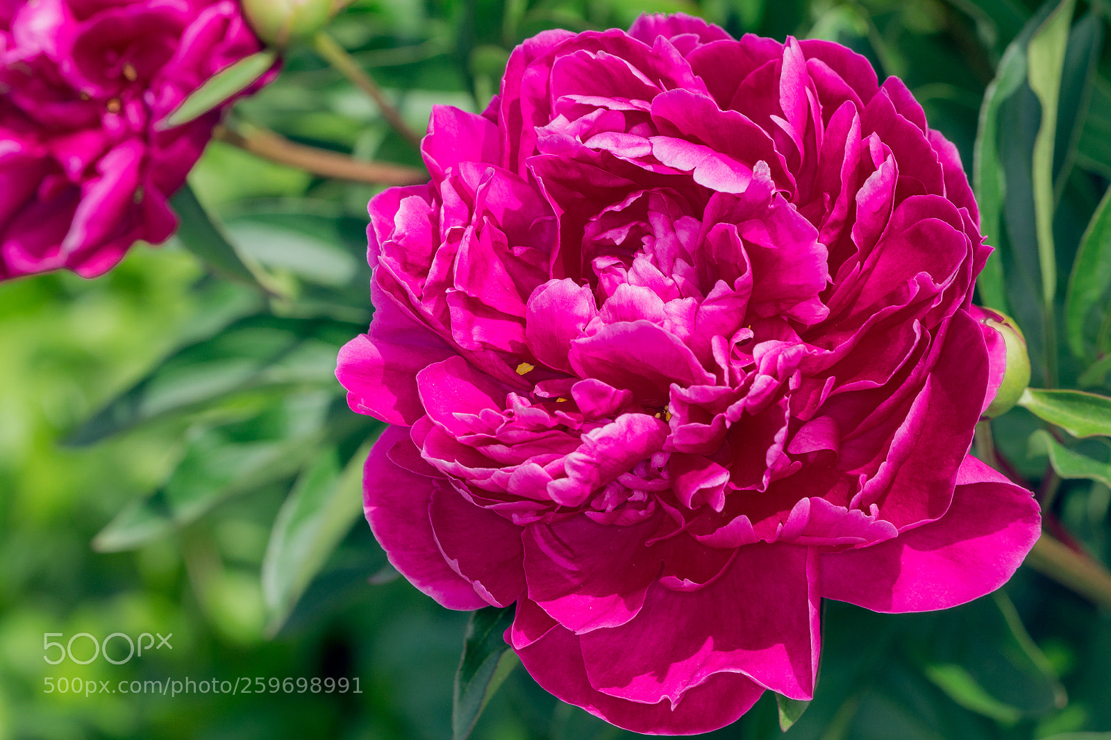 Sony a6000 sample photo. Rose photography