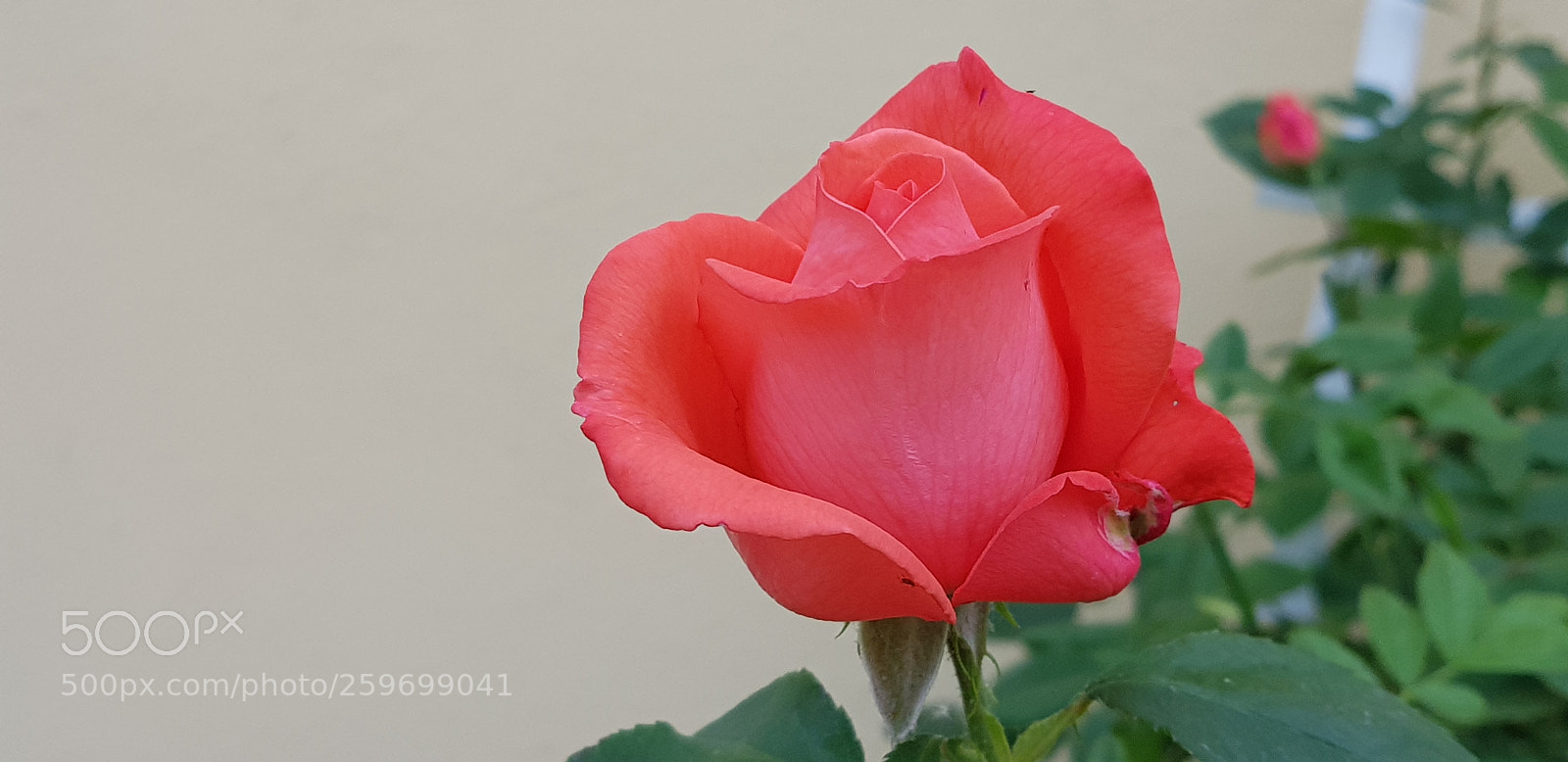 Samsung Galaxy S8+ sample photo. Untitled photography