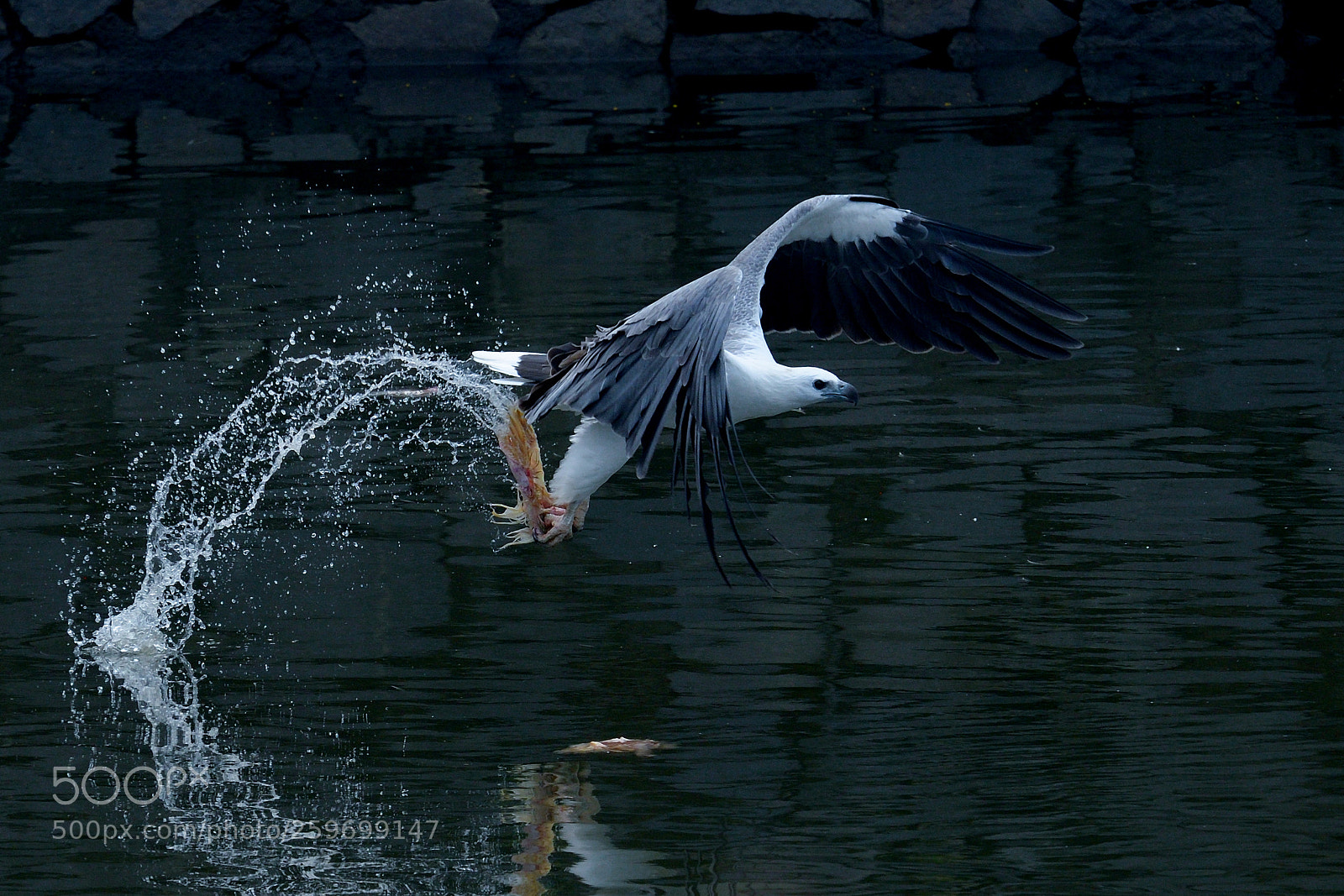 Nikon D500 sample photo. White bellied sea eagle photography