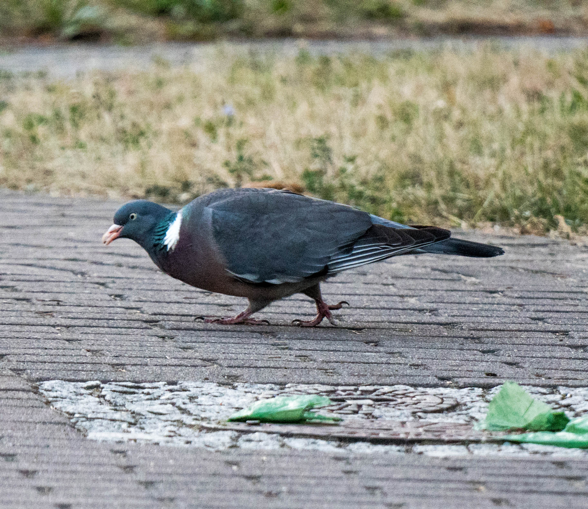 Panasonic Lumix DC-GX9 sample photo. Ich schreite den weg ab photography