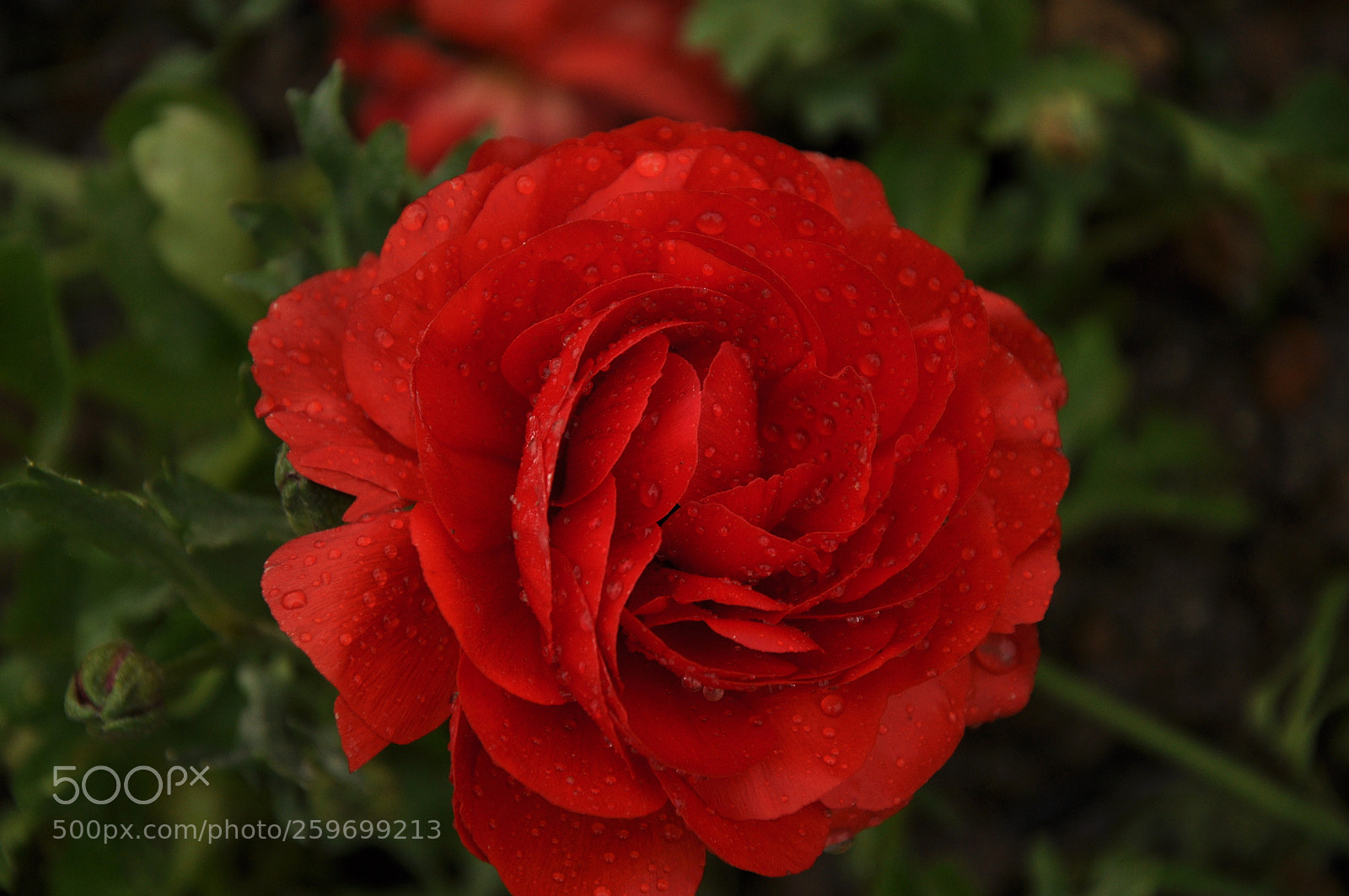 Nikon D90 sample photo. Untitled photography