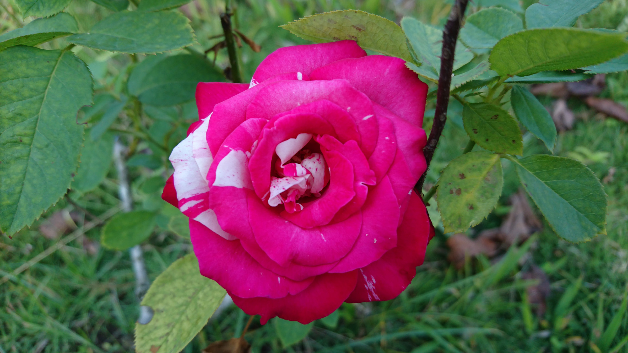 Sony Xperia Z5 sample photo