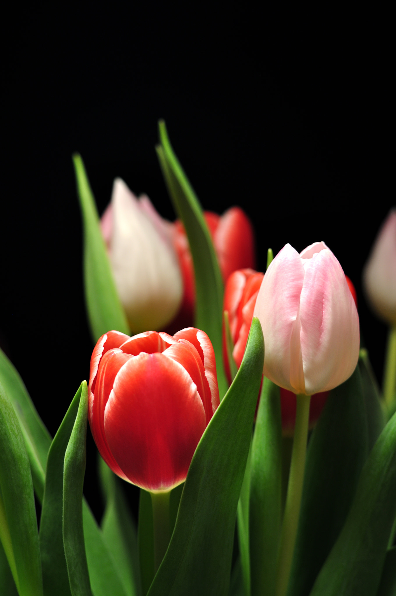 Nikon D5000 sample photo. Blossom photography