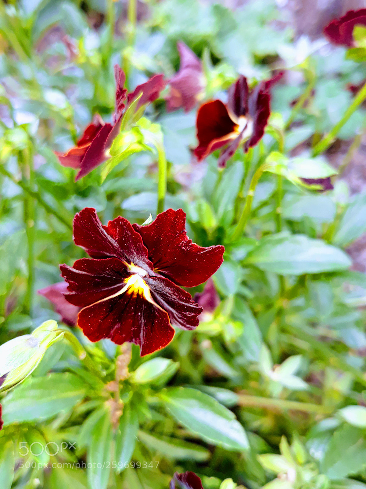 Samsung Galaxy J5 sample photo. Untitled photography