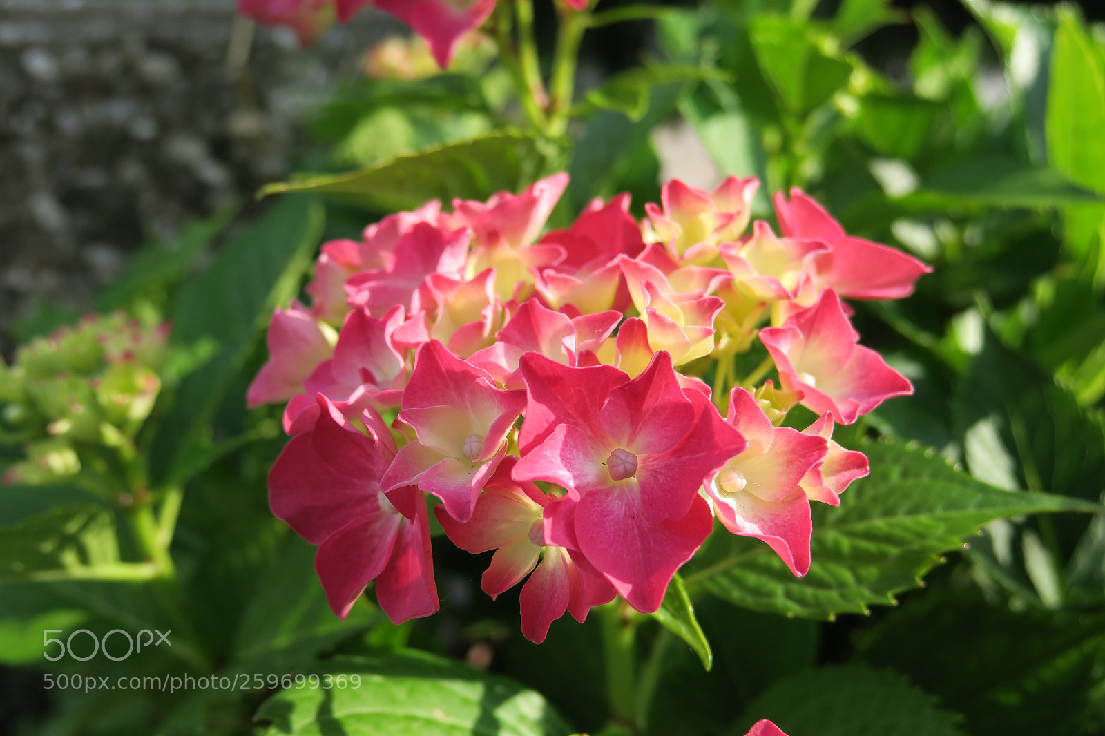 Canon PowerShot G3 X sample photo. Ortensias 5413 img photography