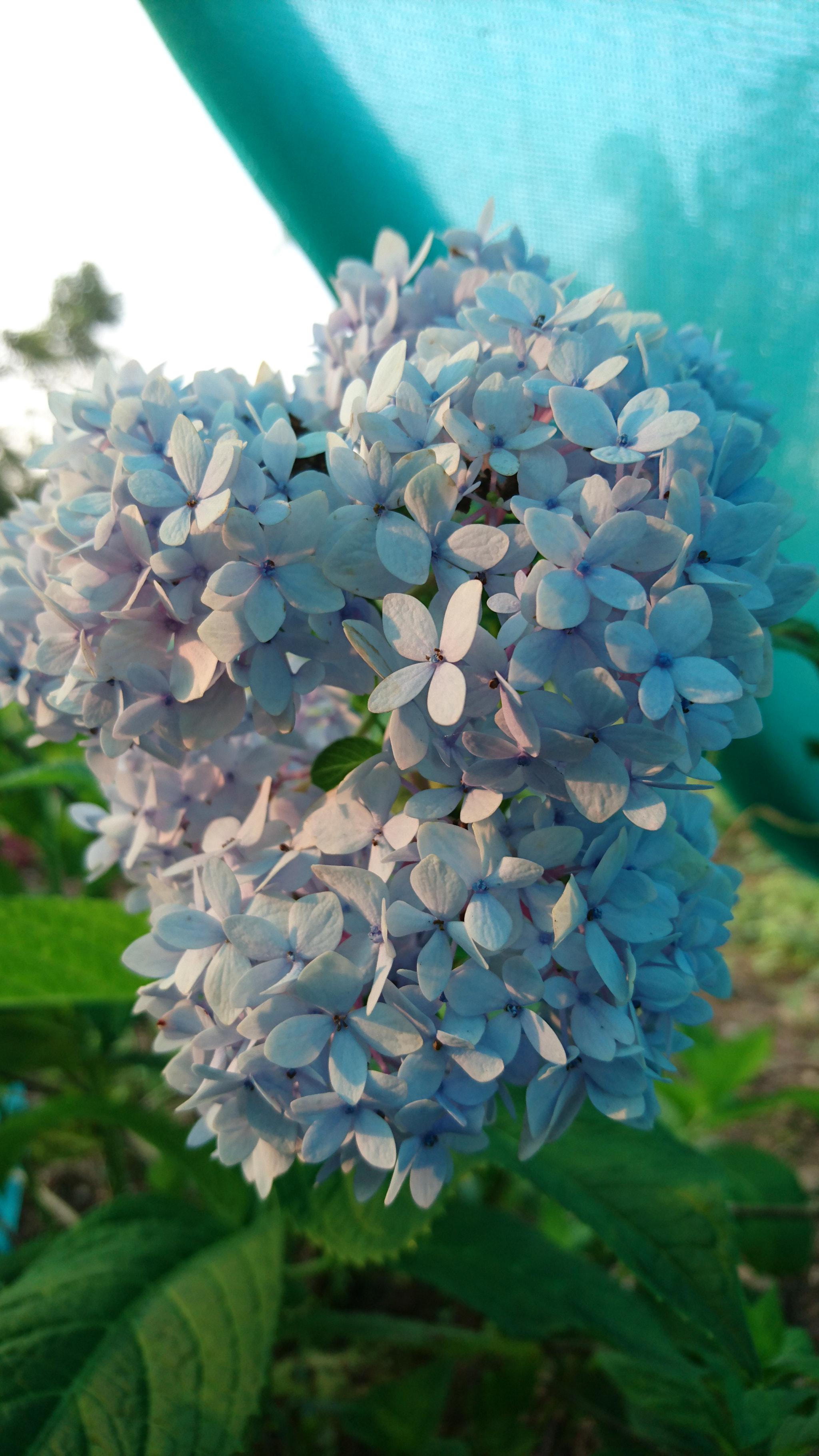 Sony Xperia Z5 sample photo