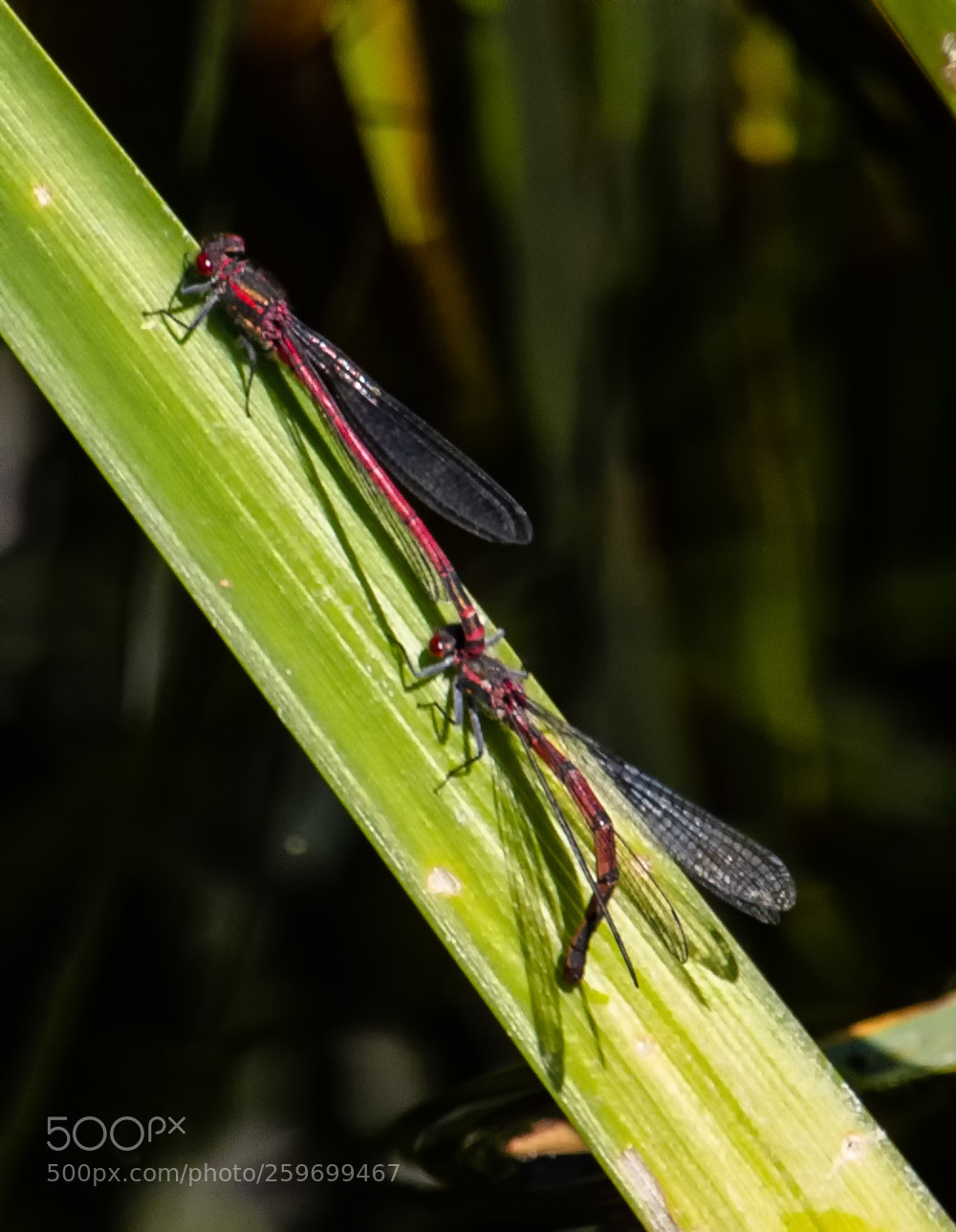 Canon EOS 80D sample photo. Dragonfly #1 photography