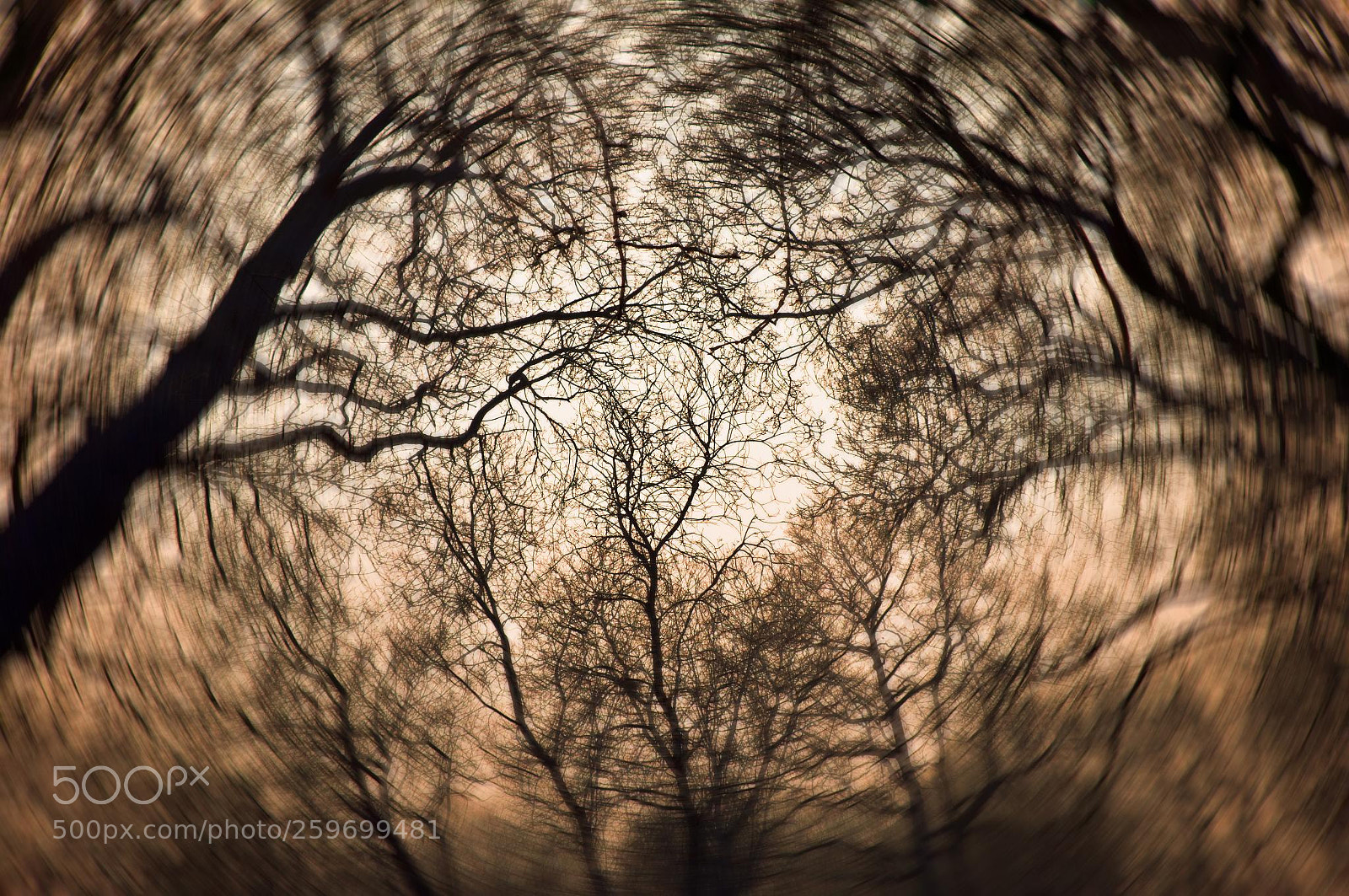 Nikon D300 sample photo. Spinning trees photography