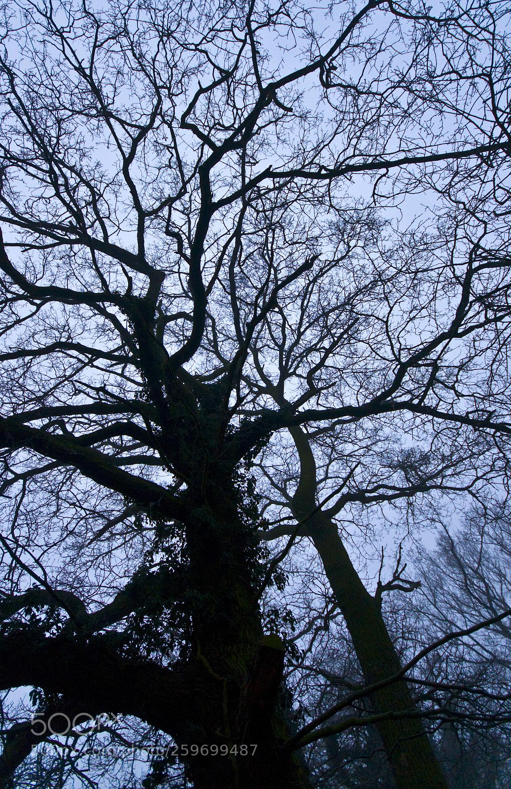 Nikon D300 sample photo. Spooky wood photography