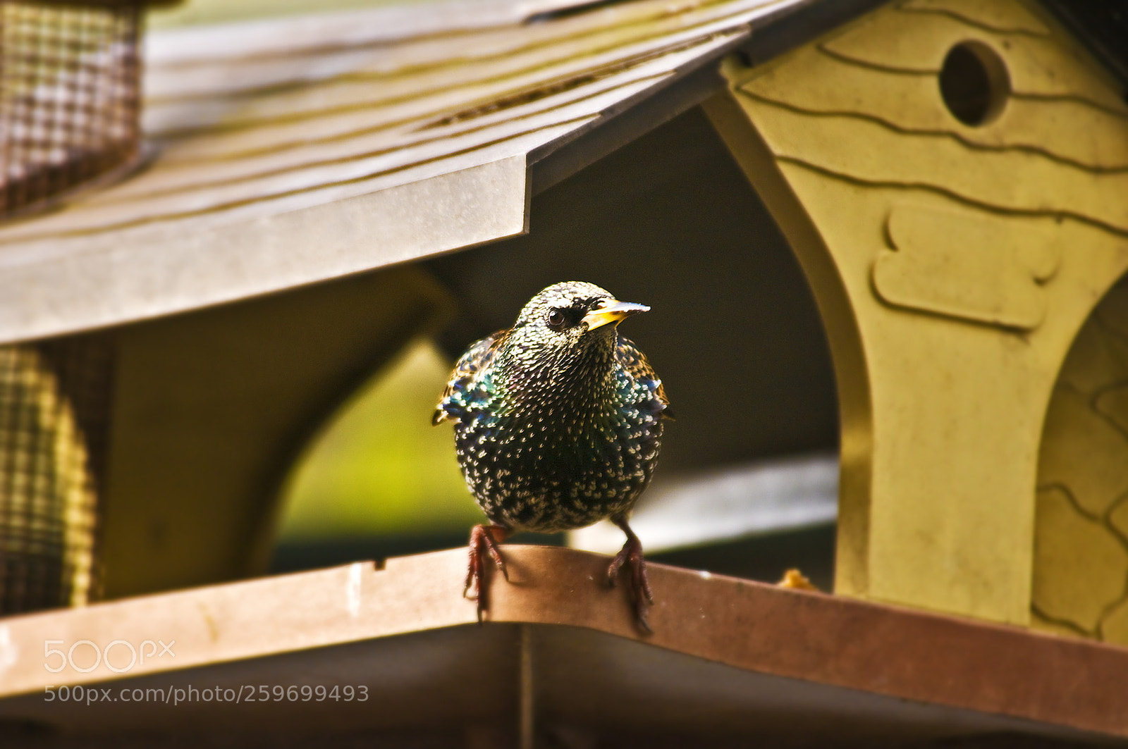 Nikon D300 sample photo. Starling on bird table photography