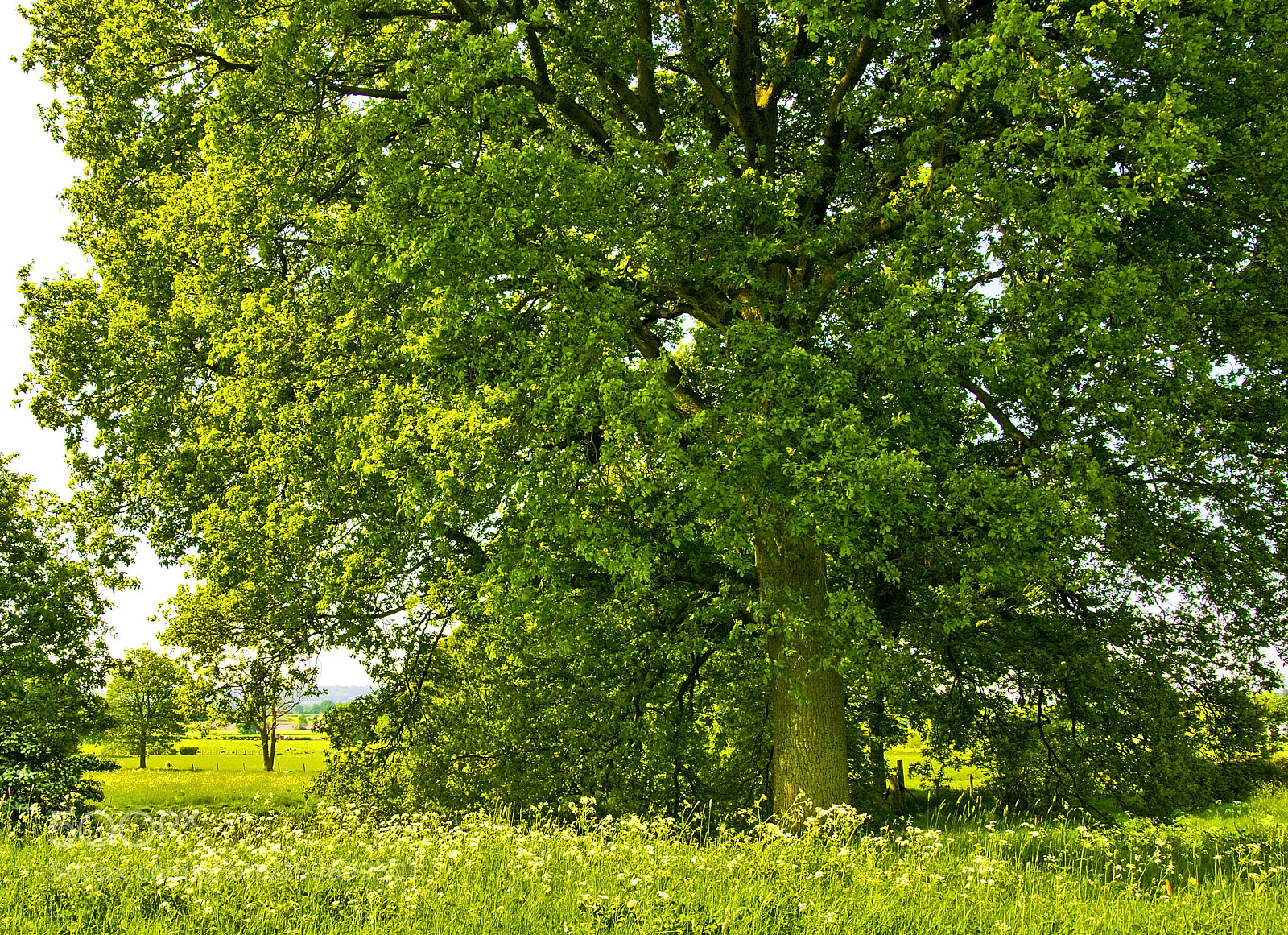 Nikon D300 sample photo. Sunny tree photography