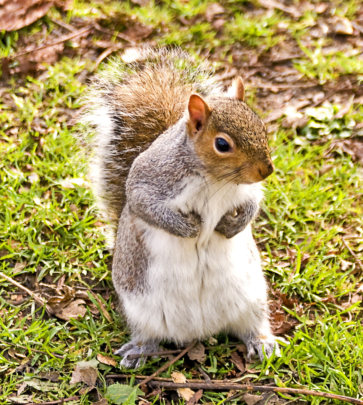 Nikon D300 sample photo. The tonbridge squirrel returns photography