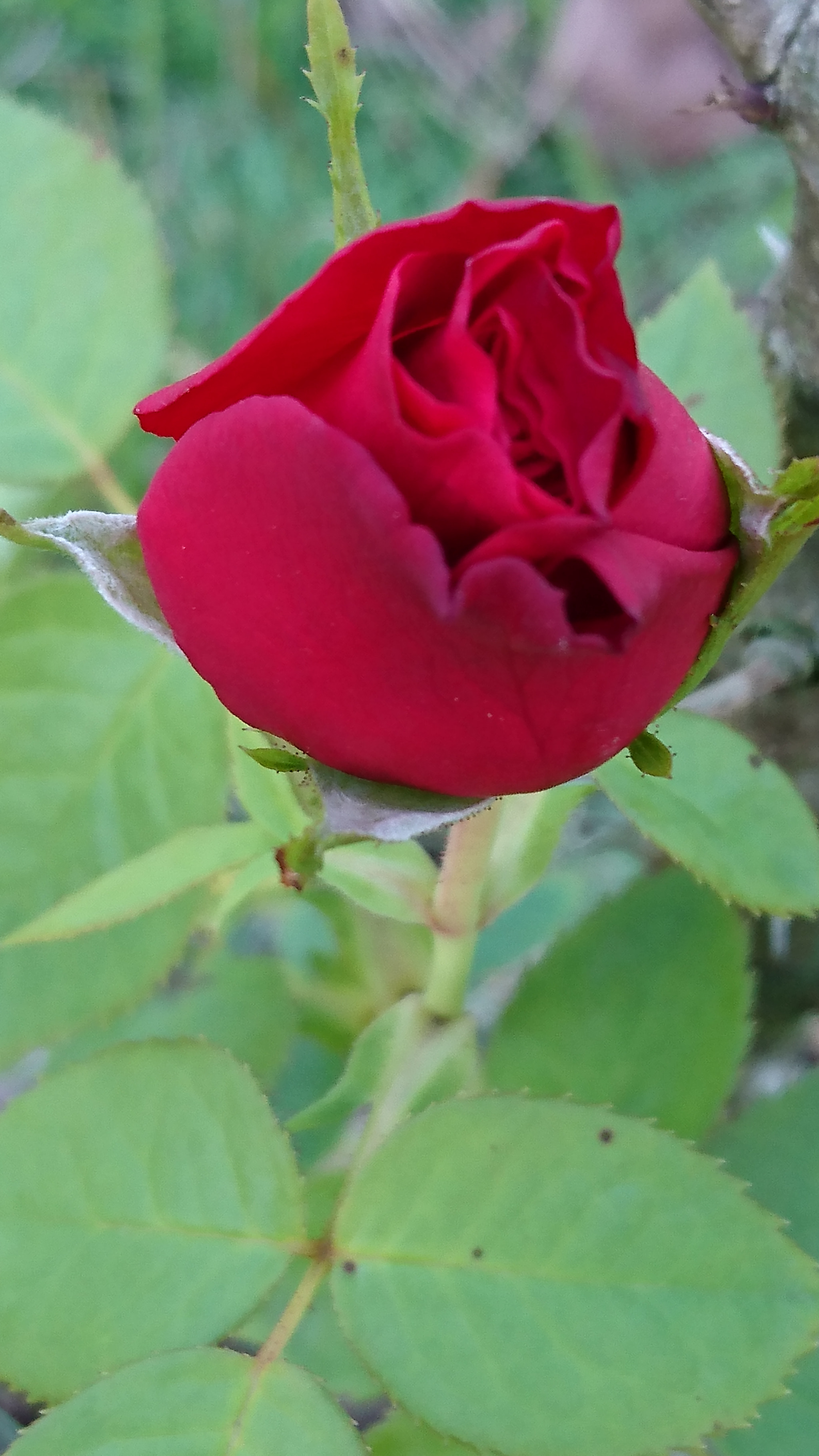 Sony Xperia Z5 sample photo