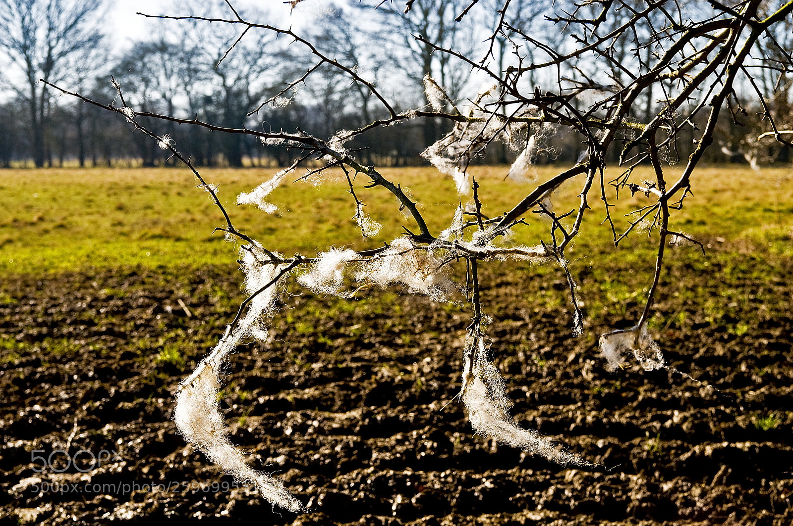 Nikon D300 sample photo. The woolly branch photography