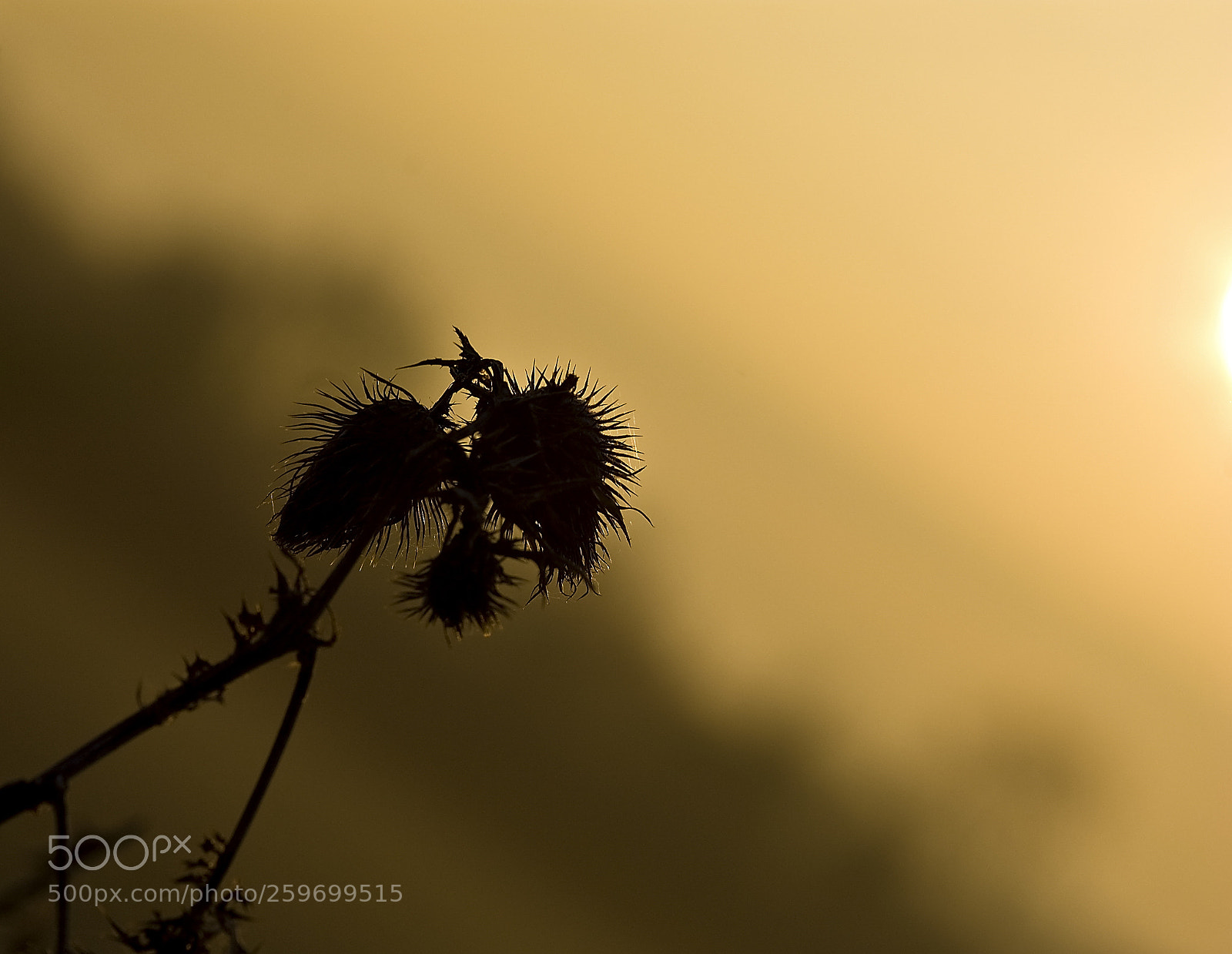 Nikon D50 sample photo. Tilted nature photography