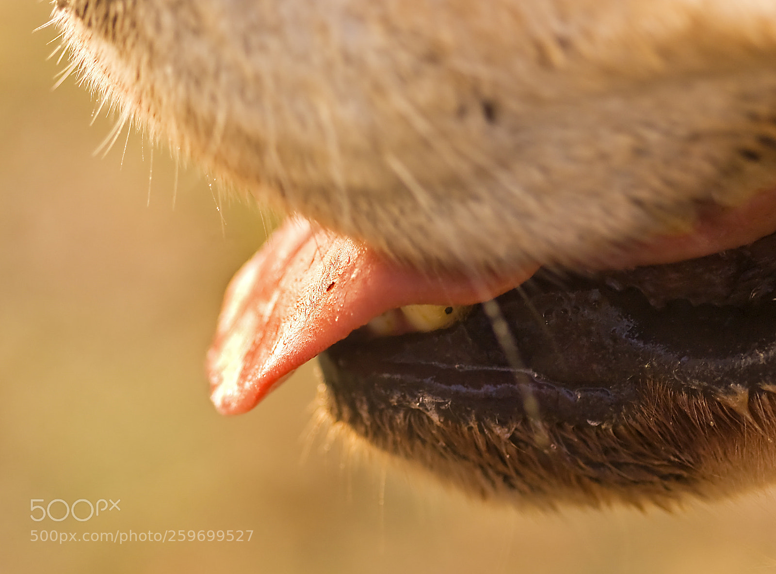 Nikon D50 sample photo. Tongue photography