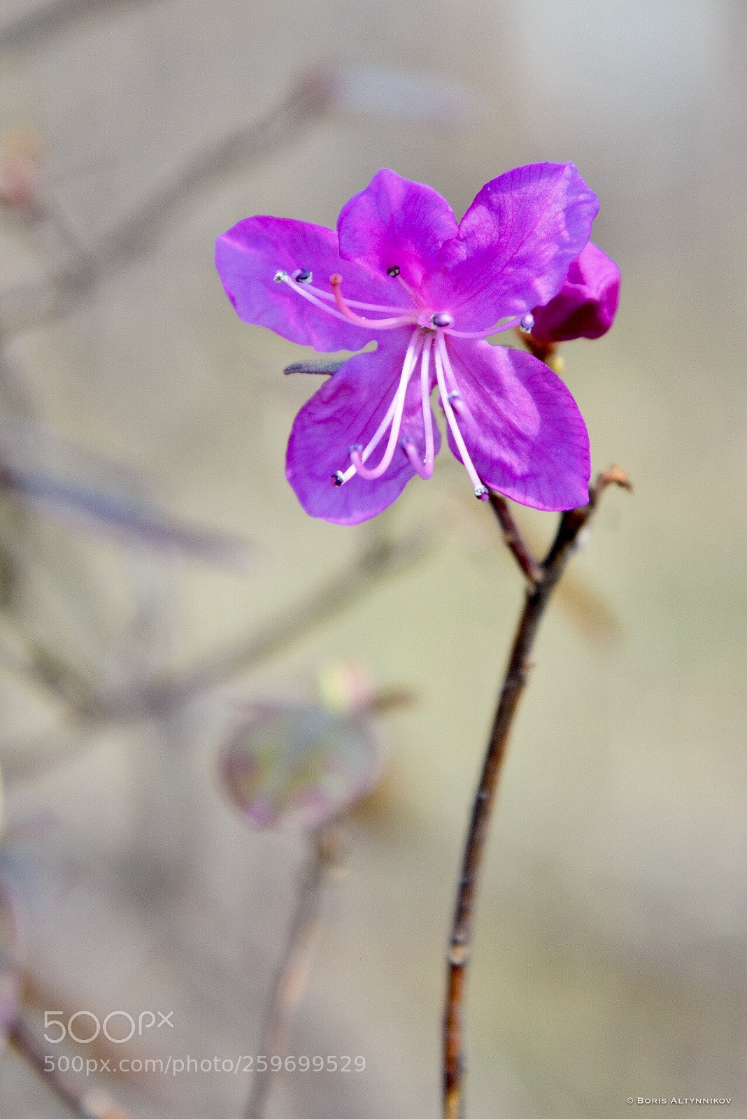 Nikon D610 sample photo. *** photography