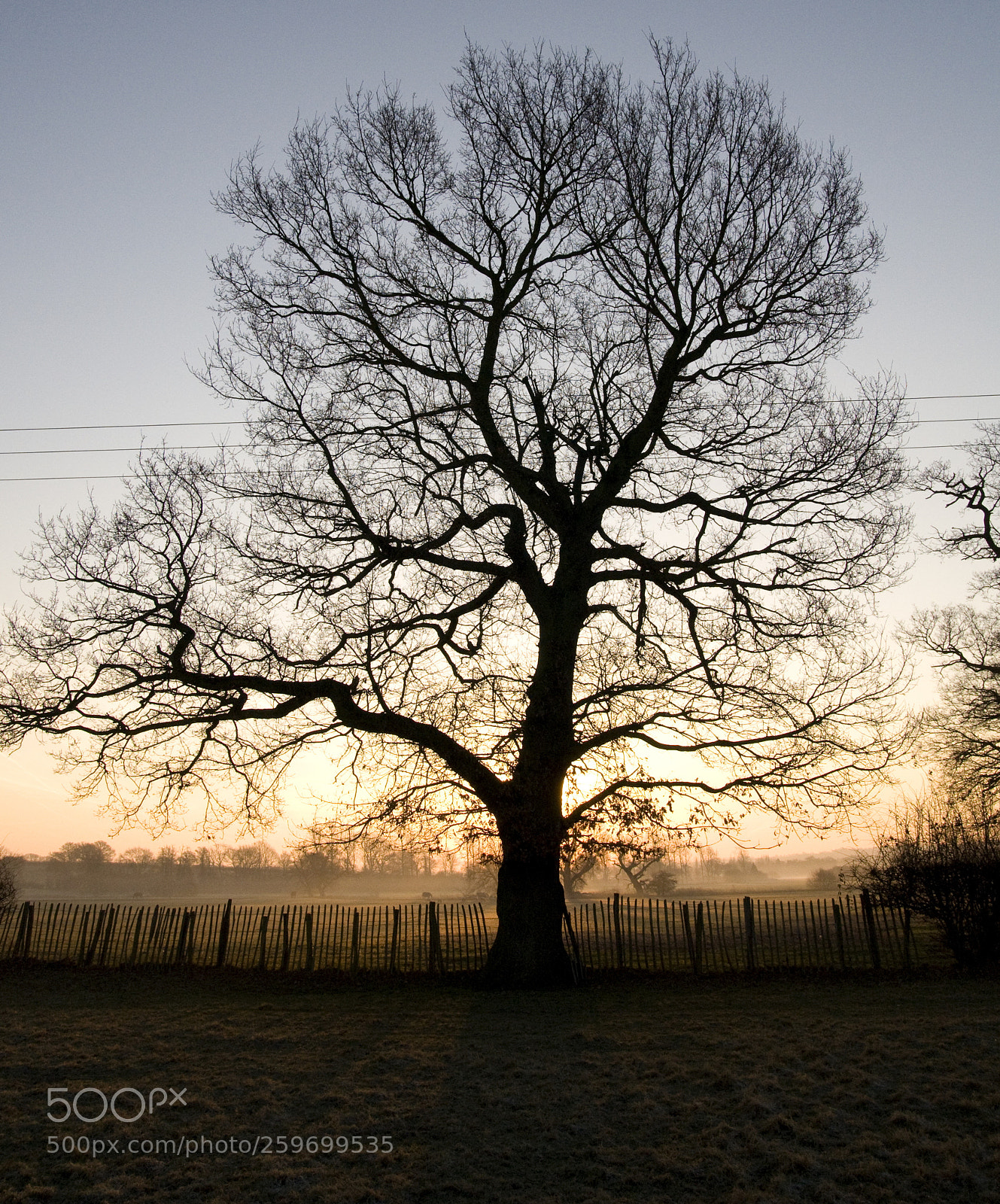 Nikon D300 sample photo. Tree in the dark photography