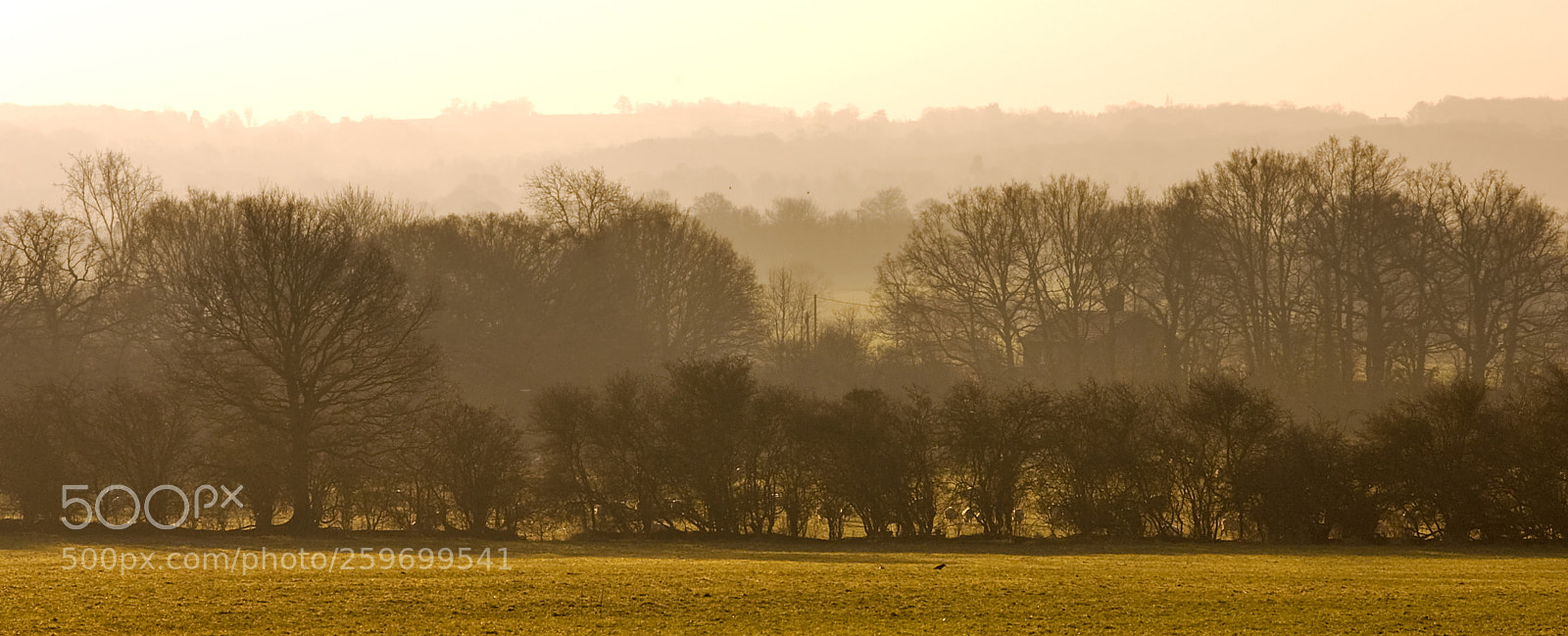 Nikon D50 sample photo. Tree ripples photography