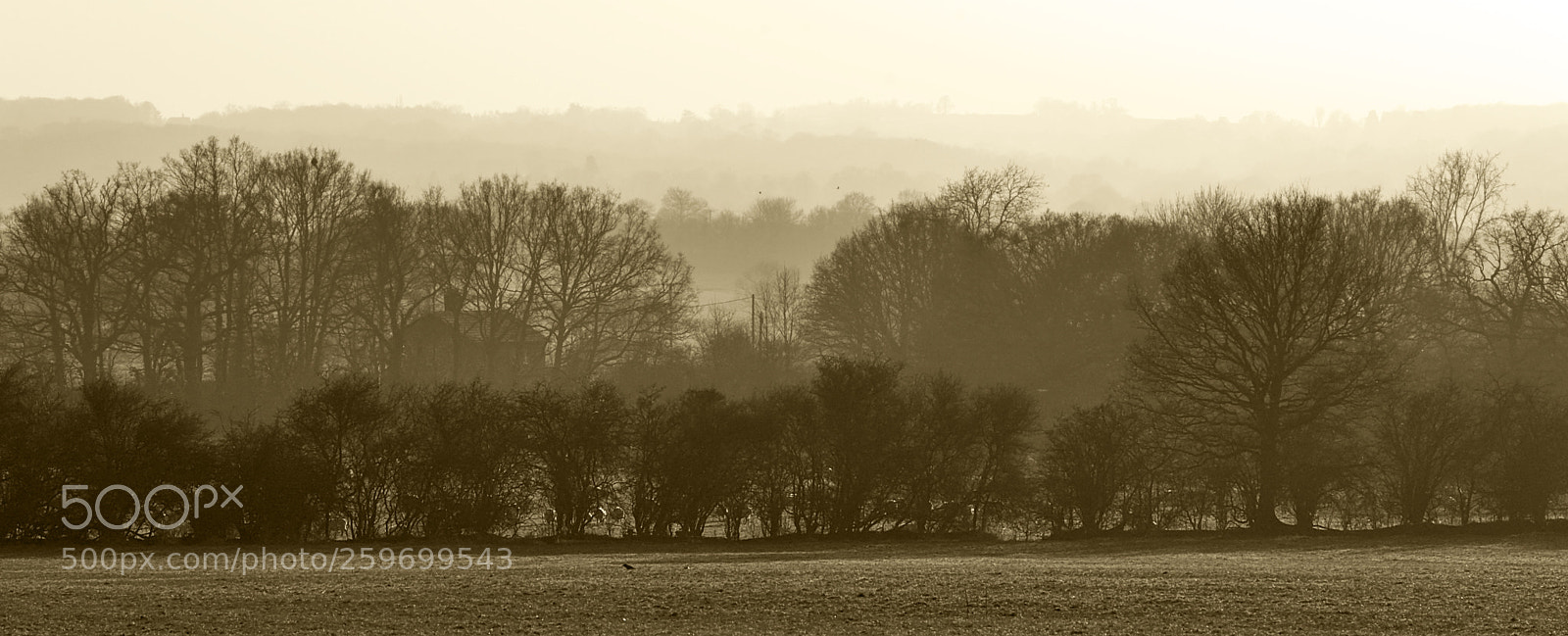 Nikon D50 sample photo. Tree ripples photography