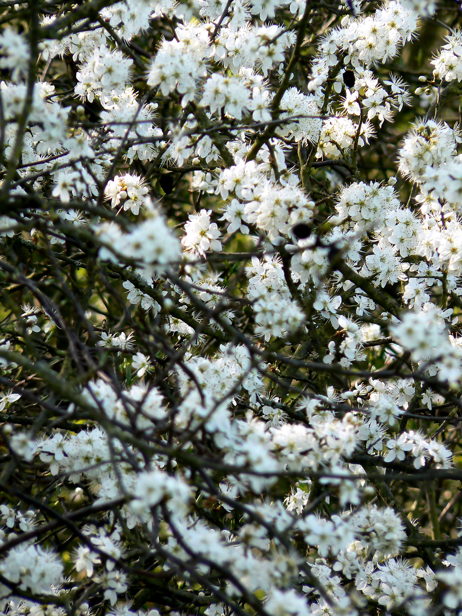 Panasonic DMC-FZ7 sample photo. Trees in bloom photography