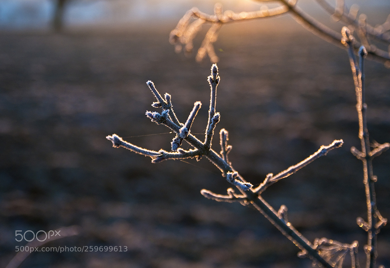 Nikon D300 sample photo. Twig in sun photography