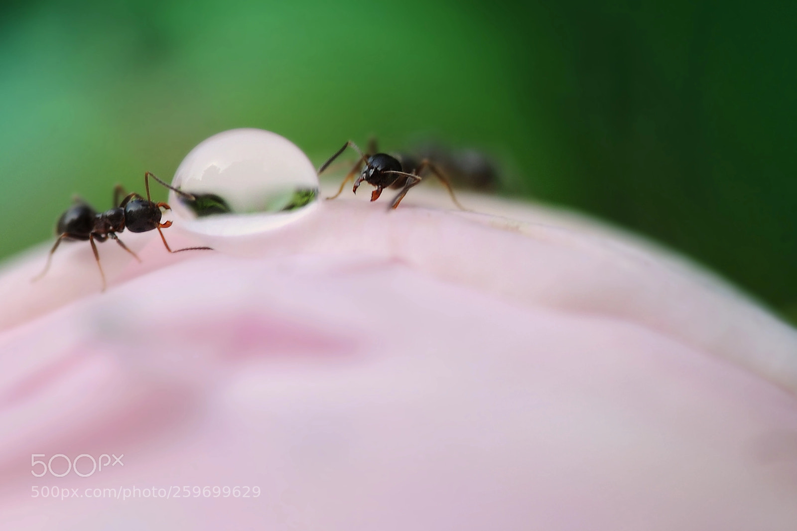 Nikon D700 sample photo. Thirst photography