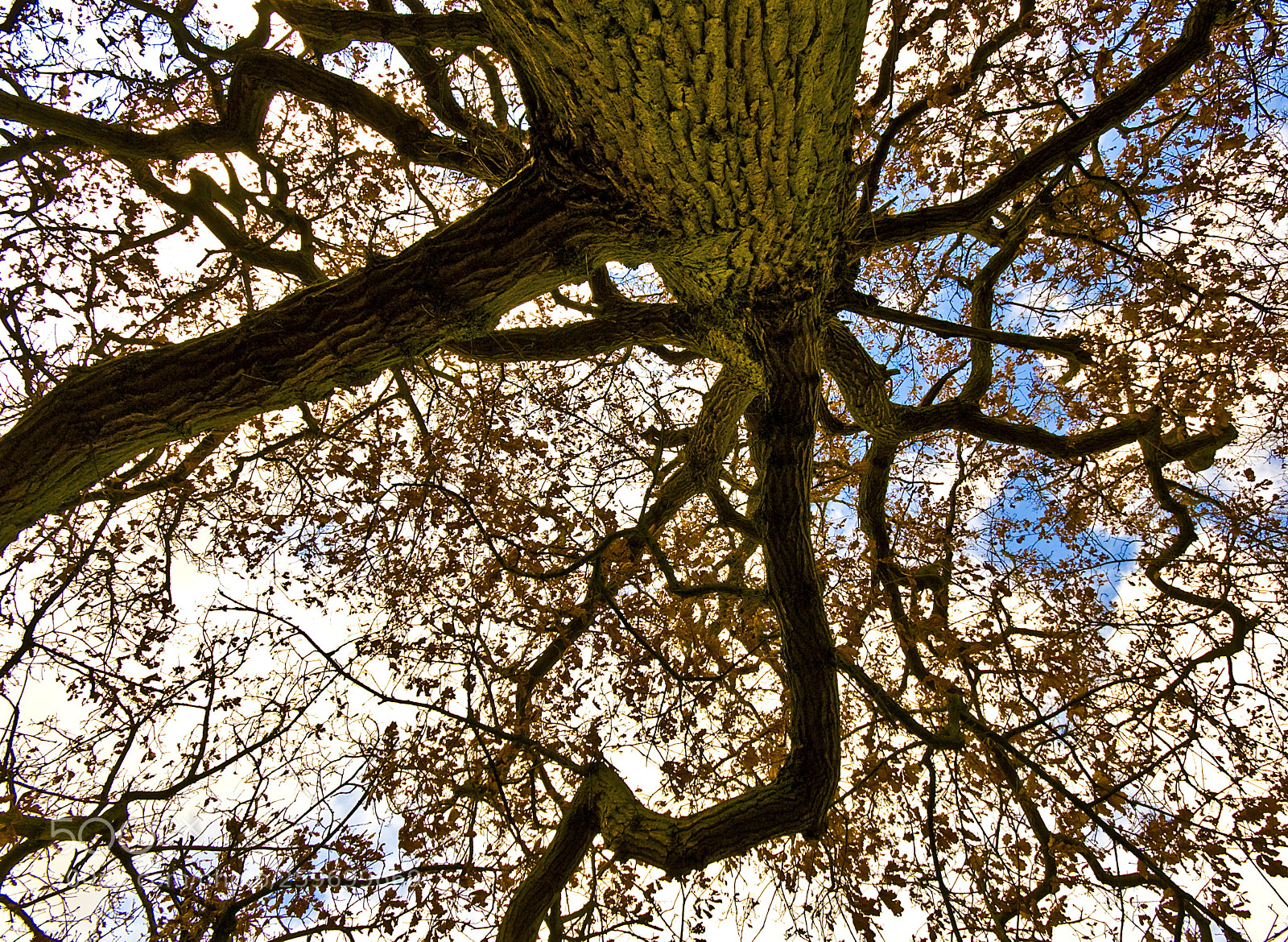 Nikon D50 sample photo. Winter branches photography