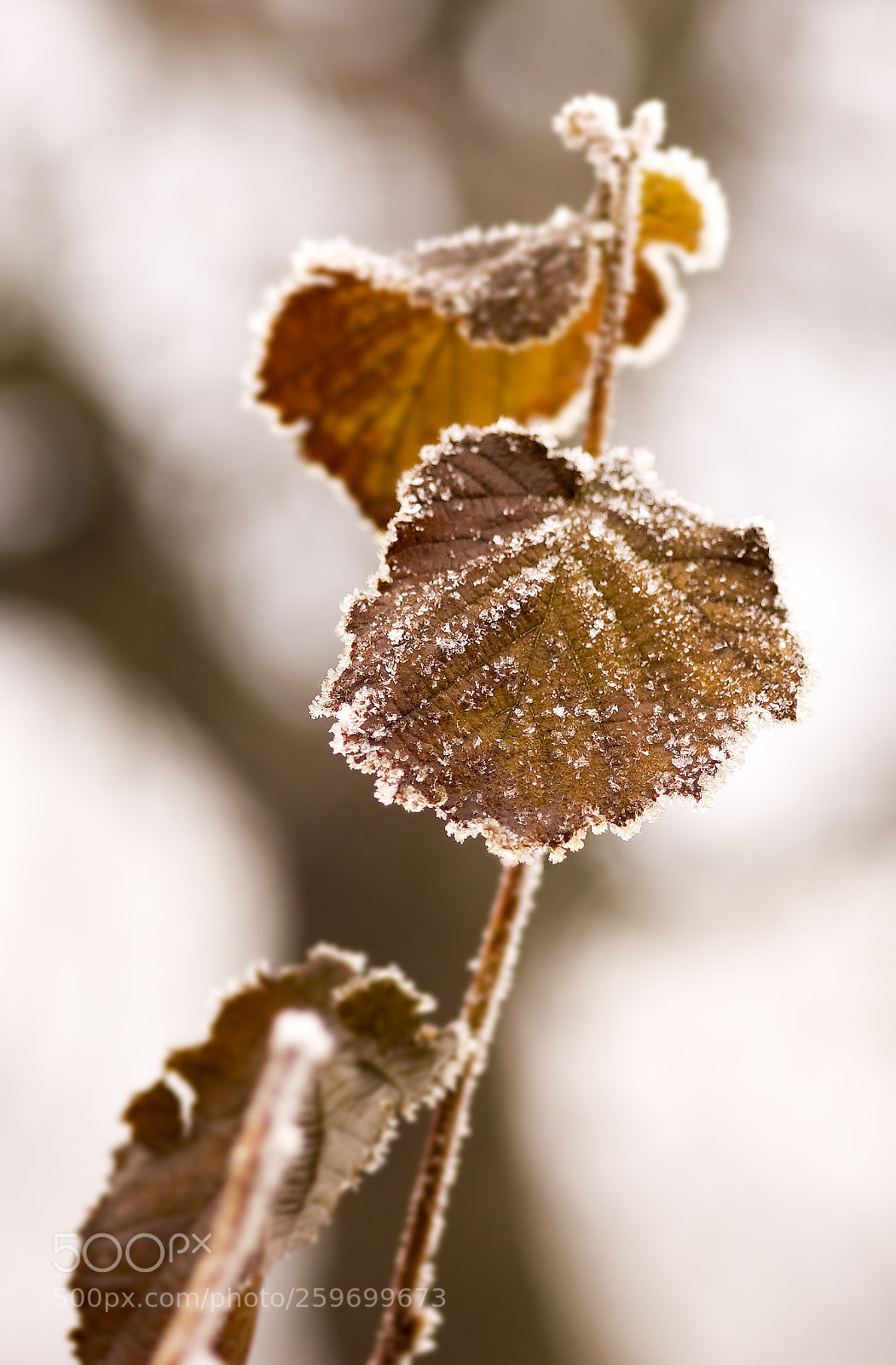 Nikon D50 sample photo. Winter leaves photography