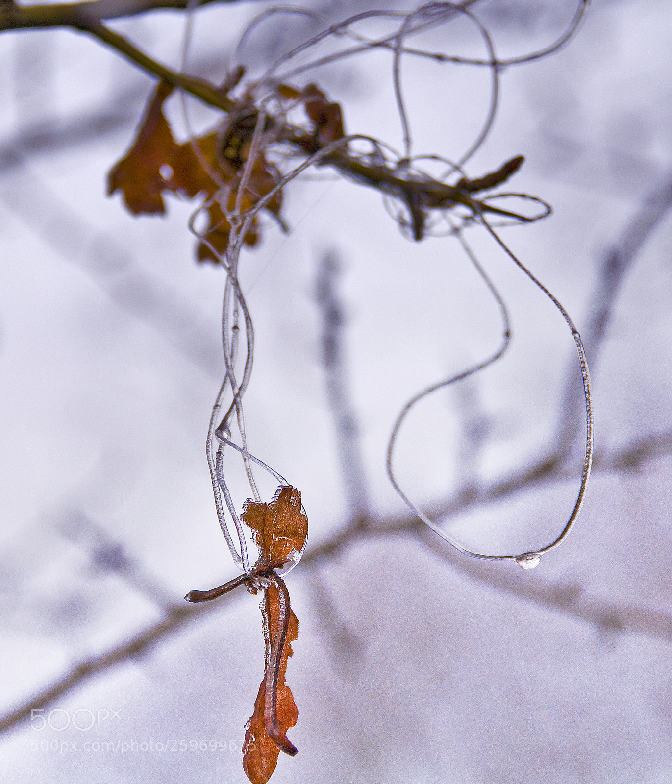 Nikon D300 sample photo. Wire ice photography