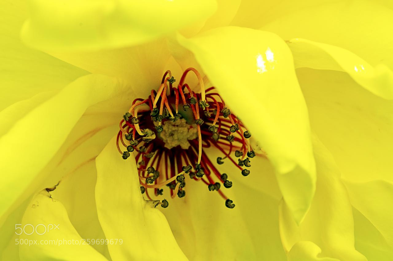 Nikon D300 sample photo. Yellow photography