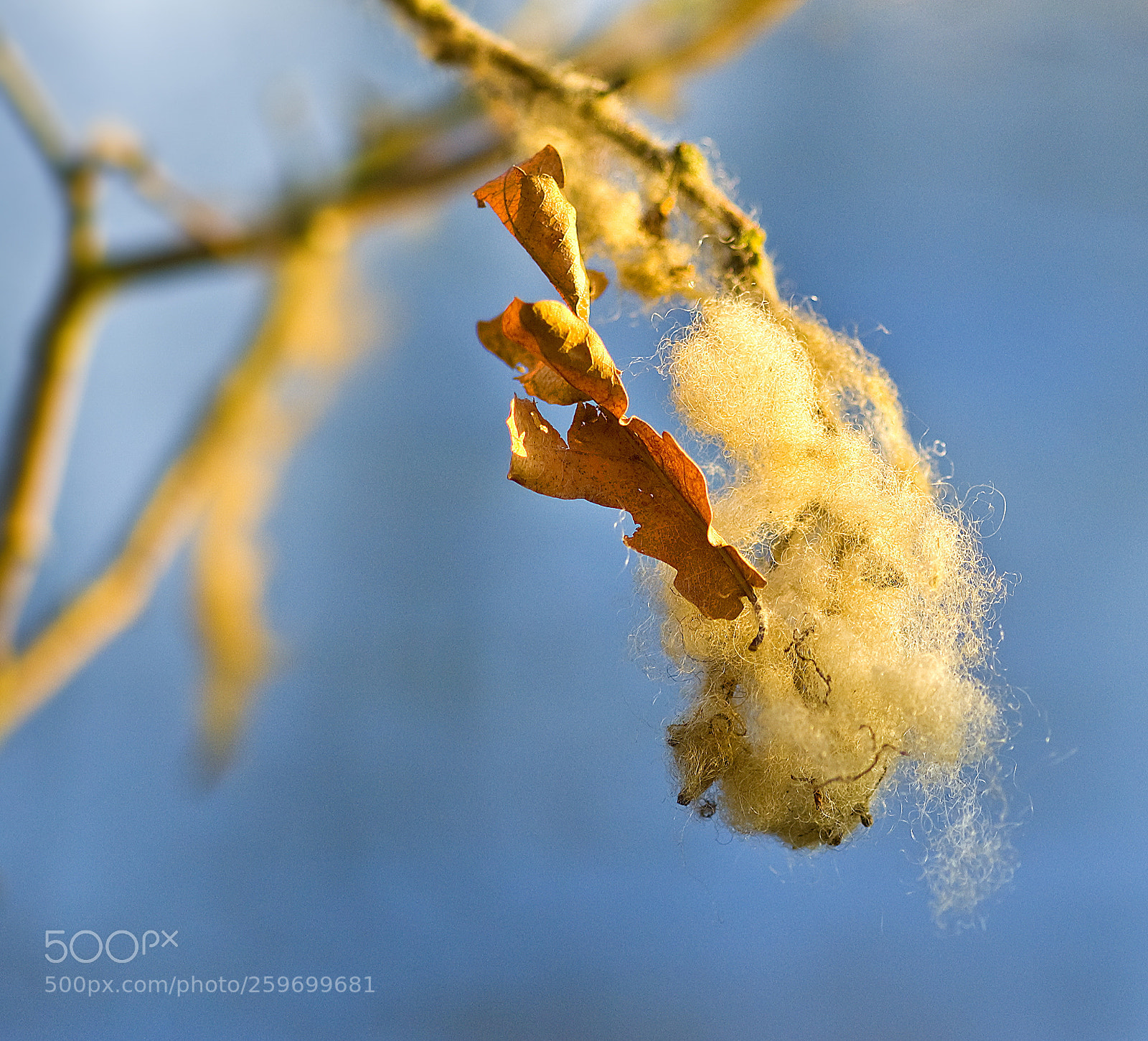 Nikon D50 sample photo. Wool branch photography