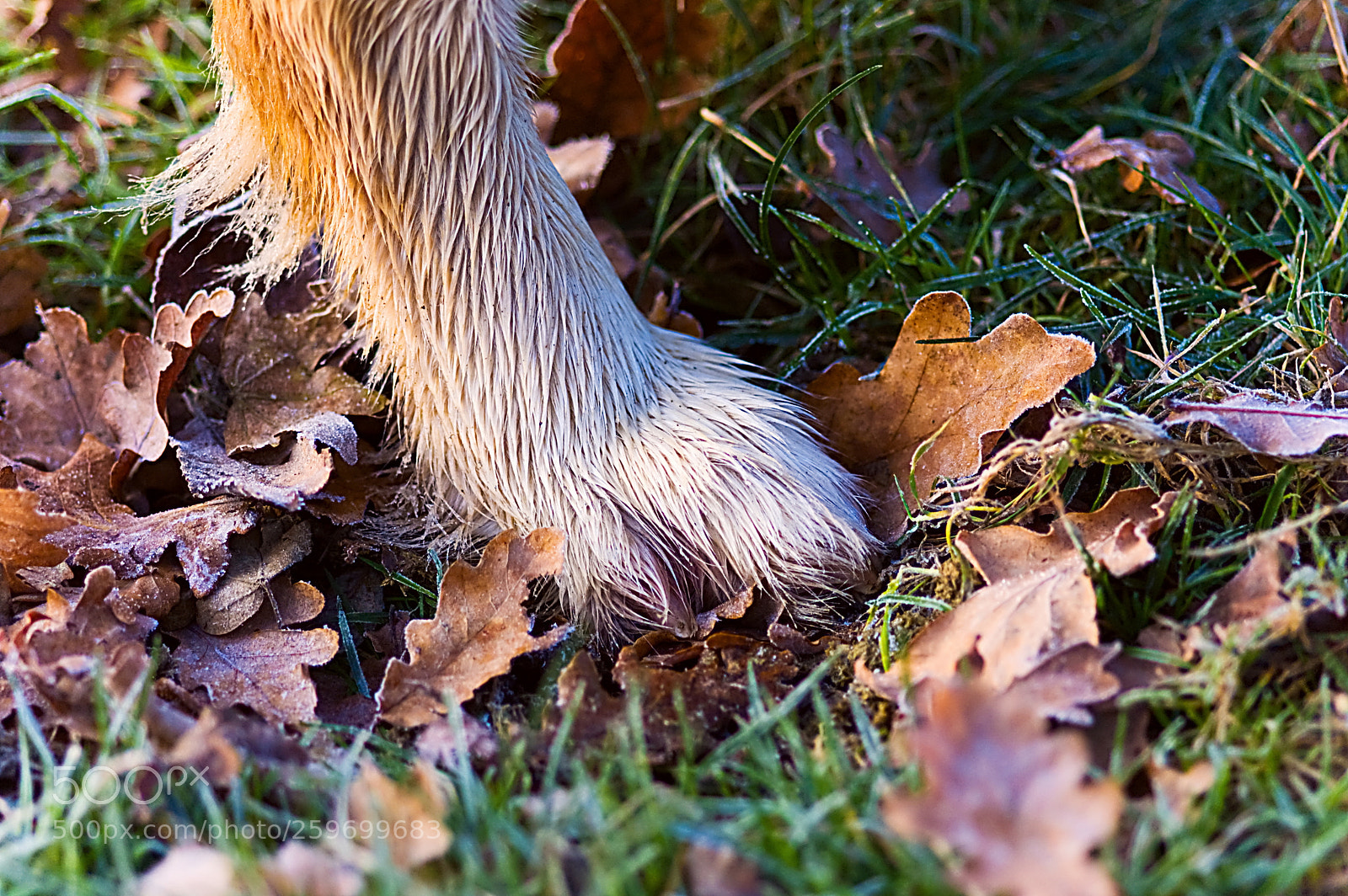 Nikon D50 sample photo. A foot photography