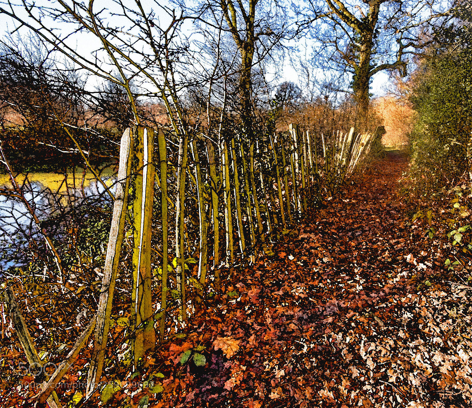 Nikon D50 sample photo. Along the path in photography