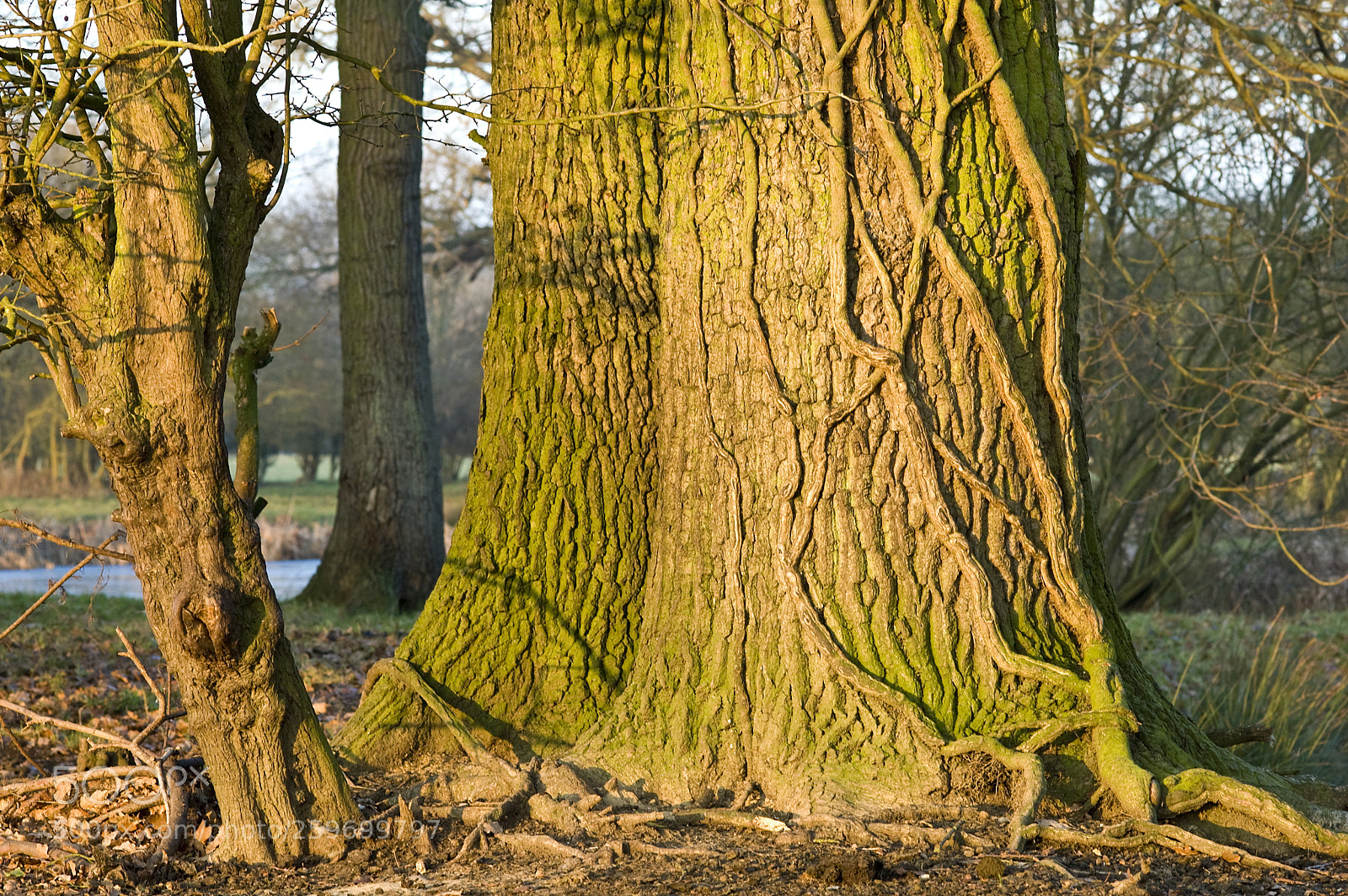 Nikon D50 sample photo. Barking in the sun photography