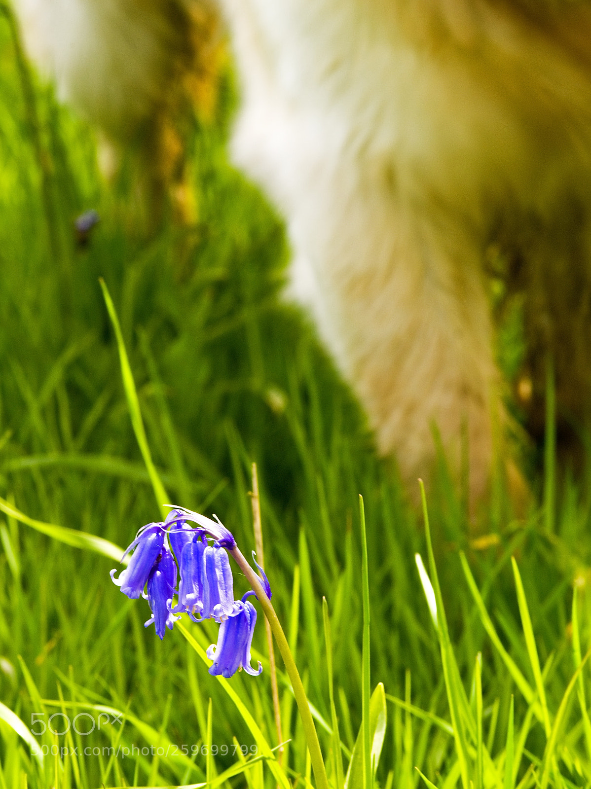 Nikon D300 sample photo. At the feet of photography