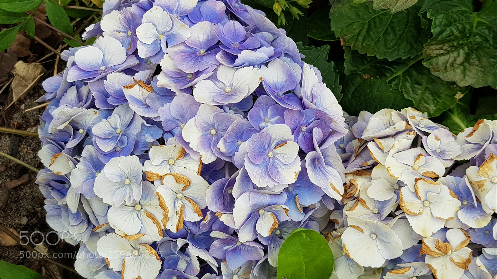 Samsung Galaxy S8+ sample photo. Untitled photography