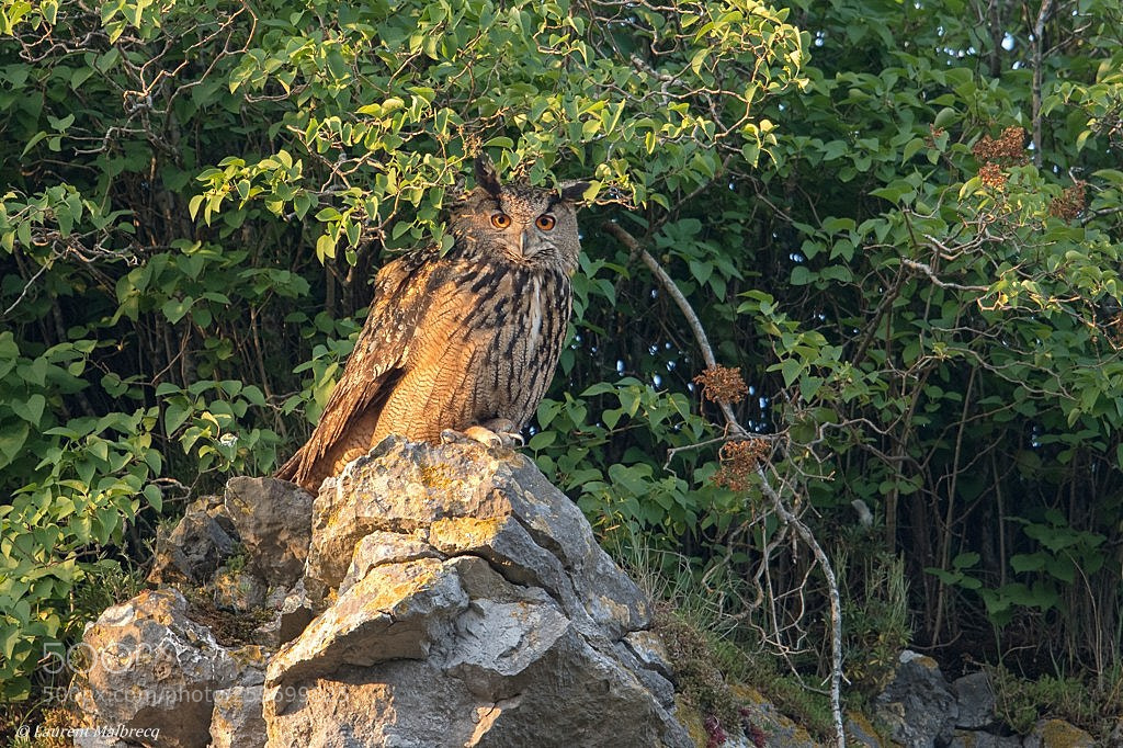 Nikon D500 sample photo. Hibou grand duc photography