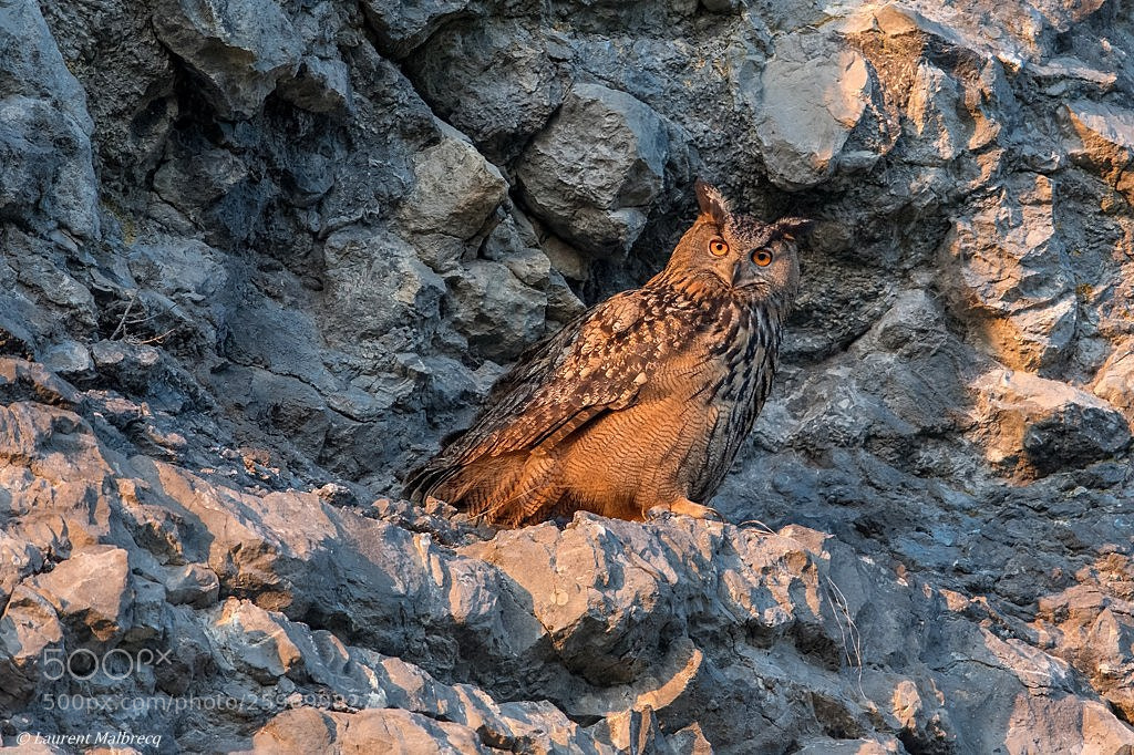 Nikon D500 sample photo. Hibou grand duc photography