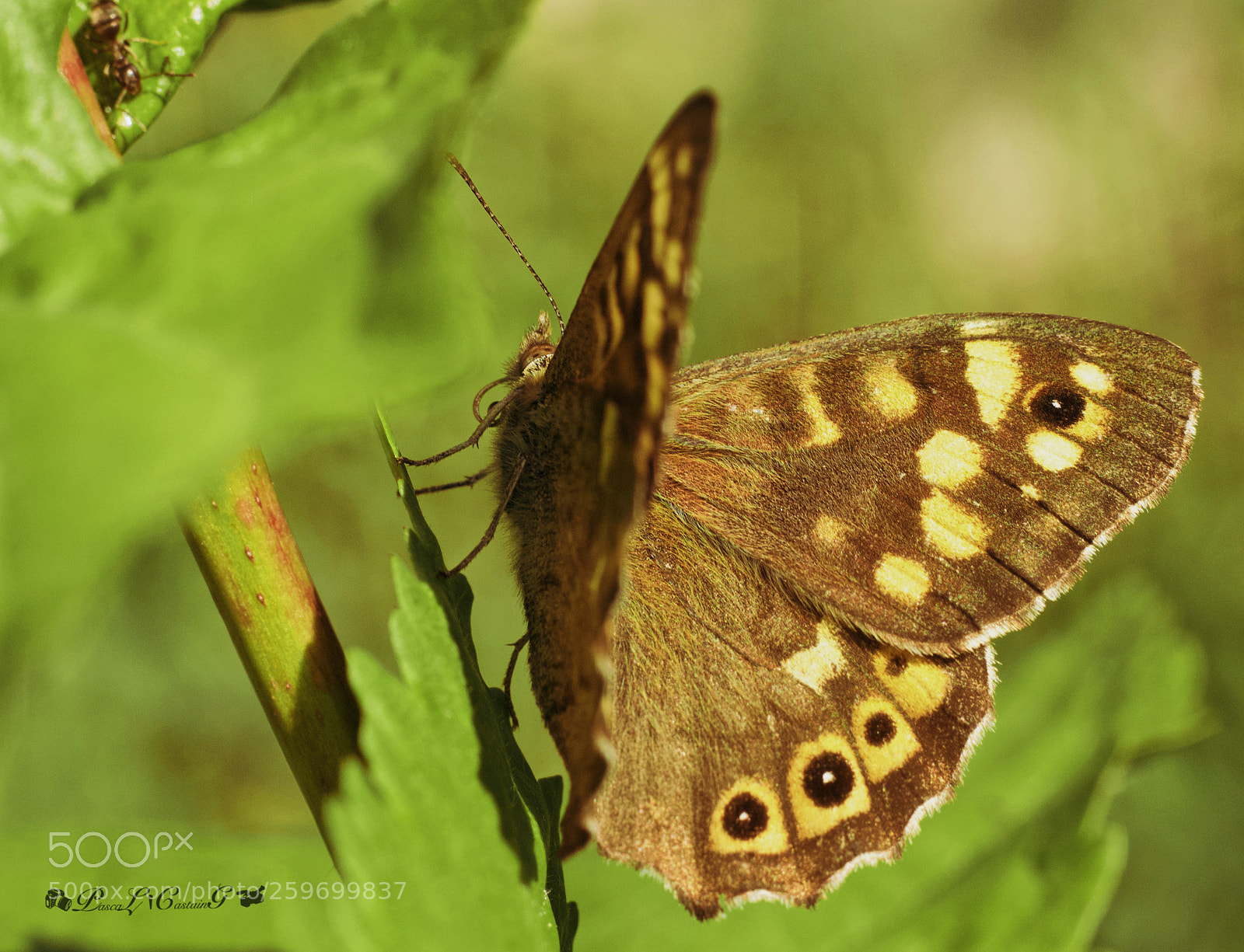Canon EOS 1200D (EOS Rebel T5 / EOS Kiss X70 / EOS Hi) sample photo. Butterfly photography