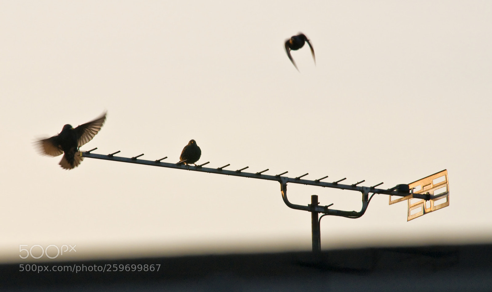 Nikon D300 sample photo. Bird perch photography