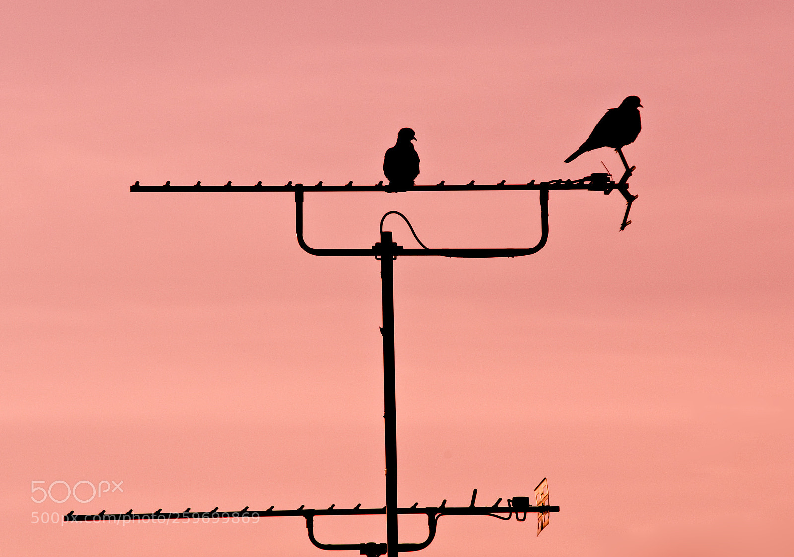 Nikon D300 sample photo. Birds on pink photography