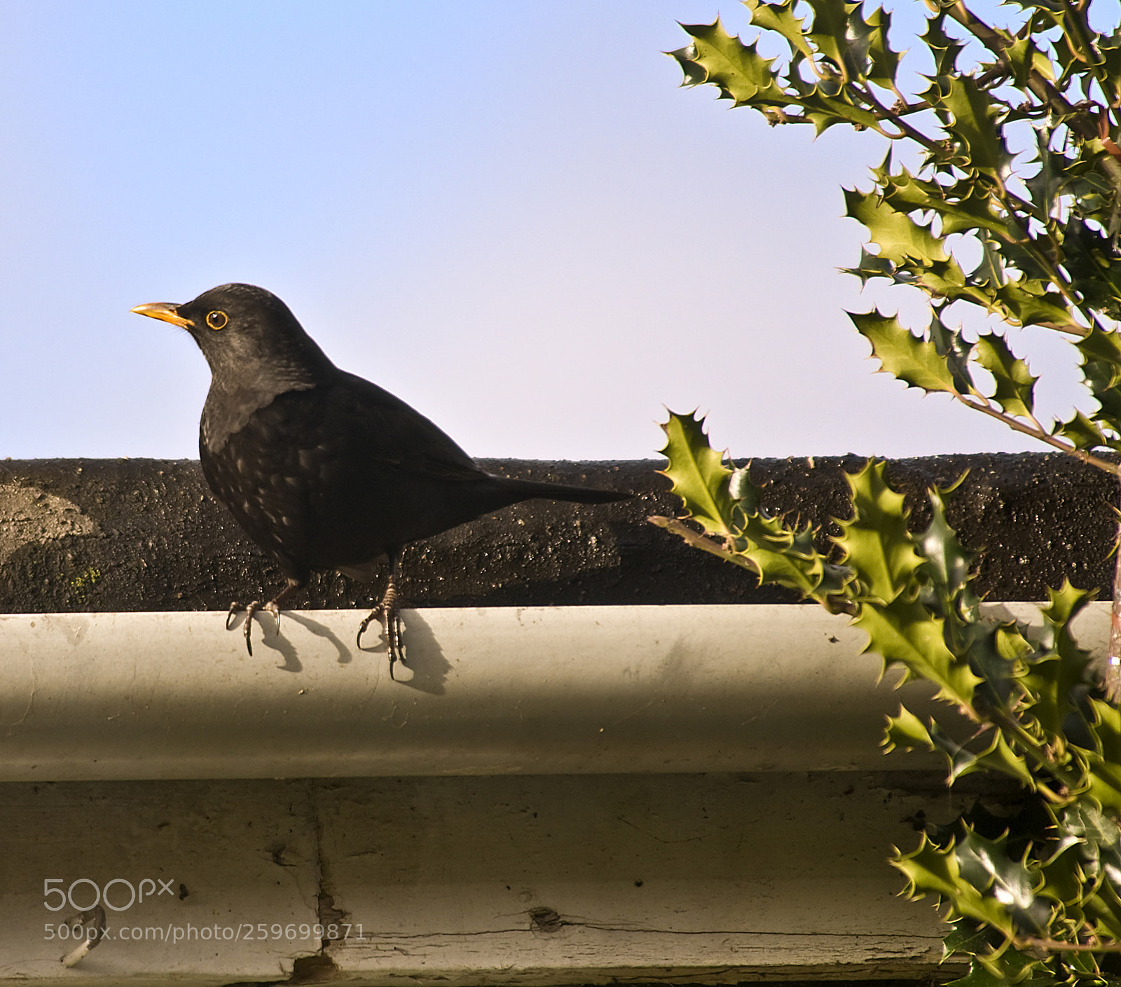 Nikon D300 sample photo. Bird photography