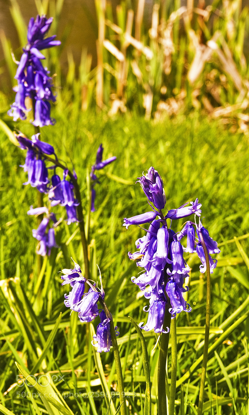 Nikon D300 sample photo. Bluebells in the sunshine photography