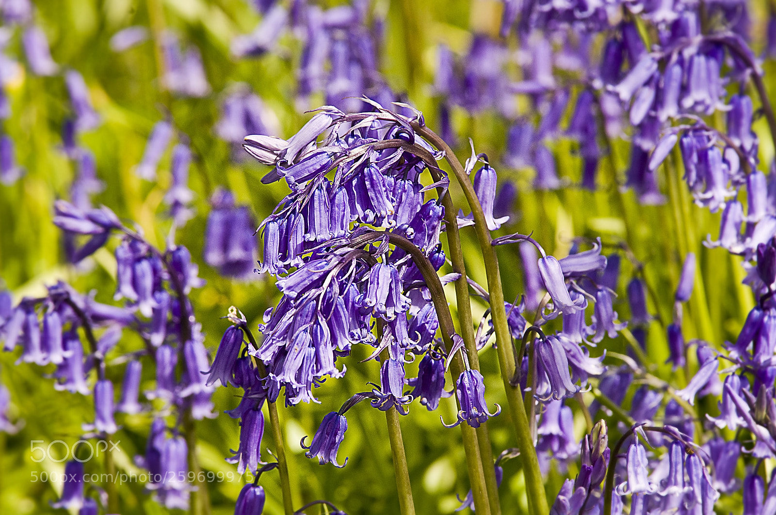 Nikon D300 sample photo. Bluebells photography