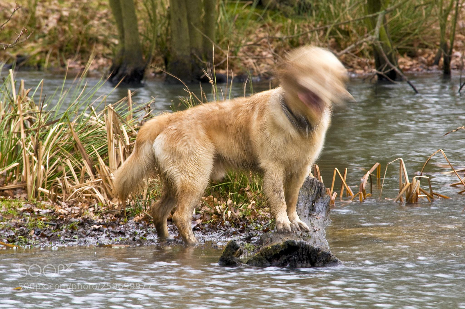Nikon D300 sample photo. Blurred kaz photography