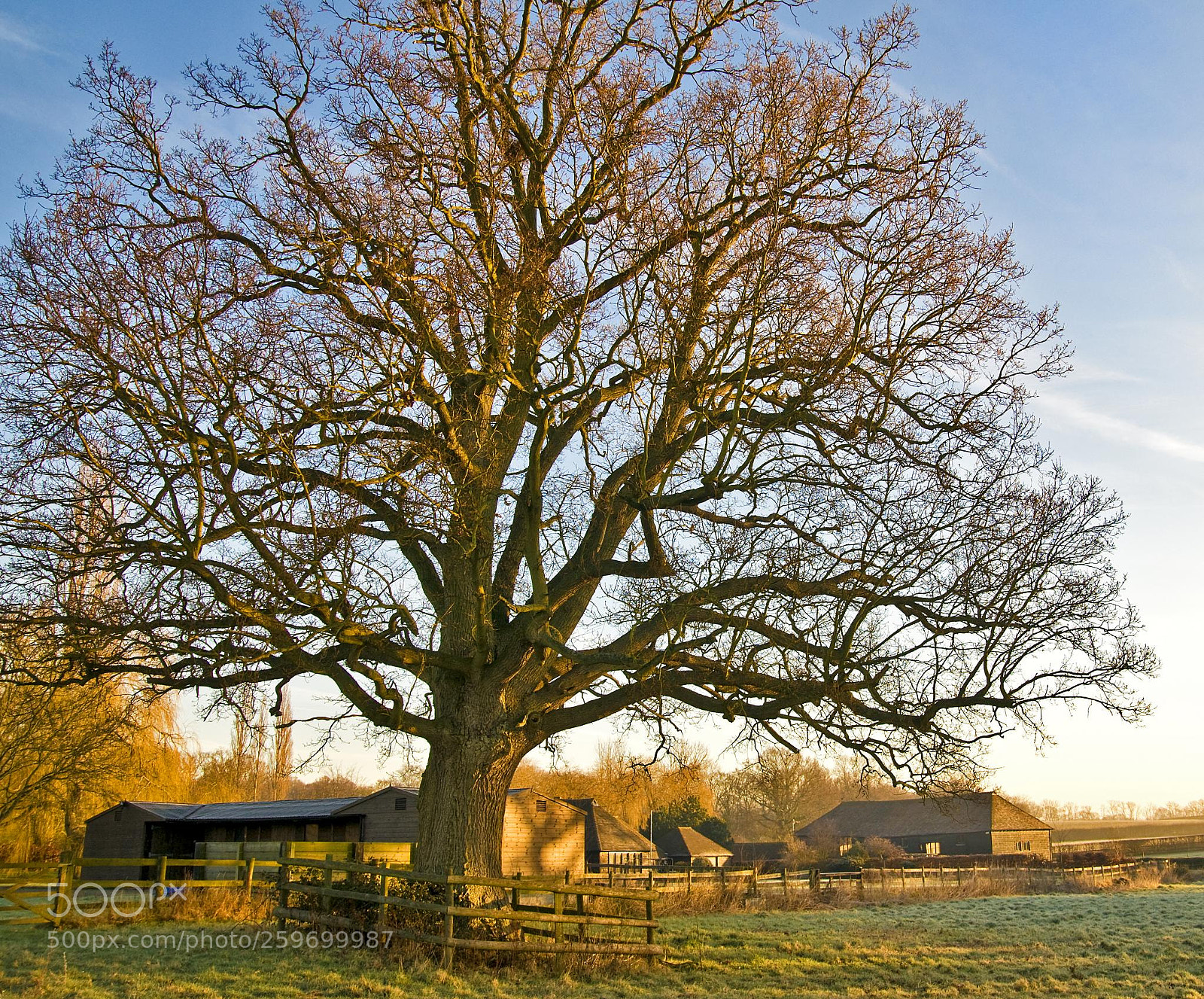 Nikon D300 sample photo. Boxham tree photography