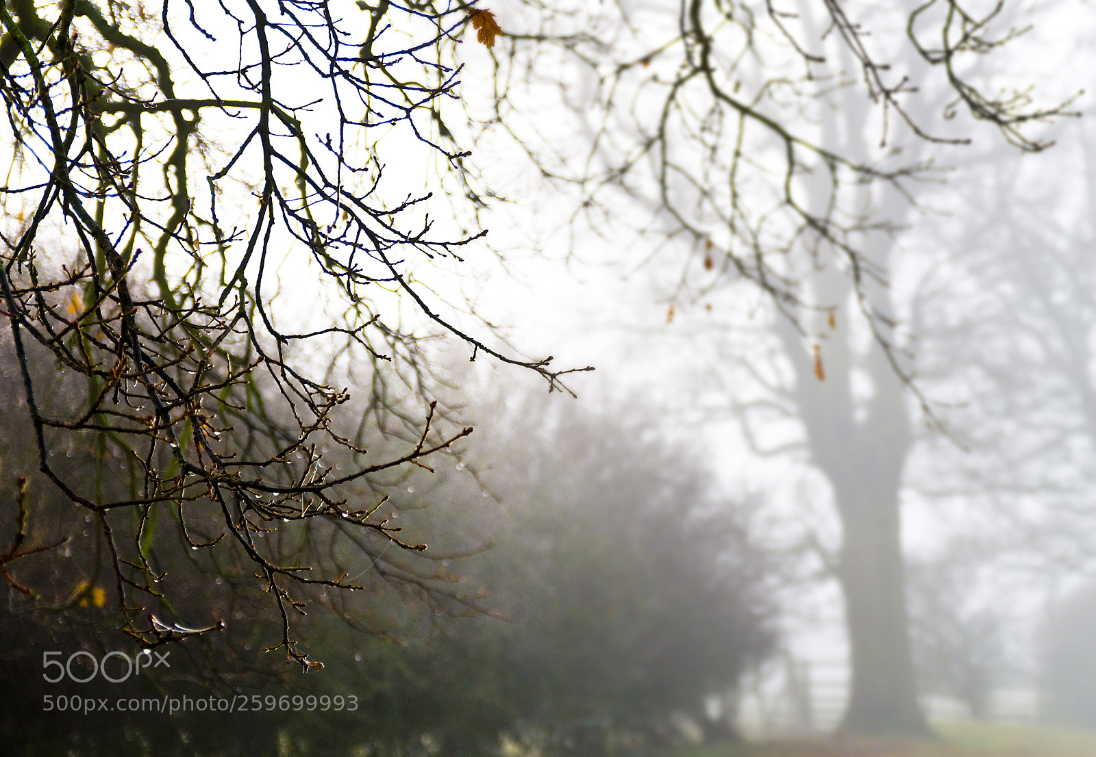 Nikon D300 sample photo. Branches in the mist photography