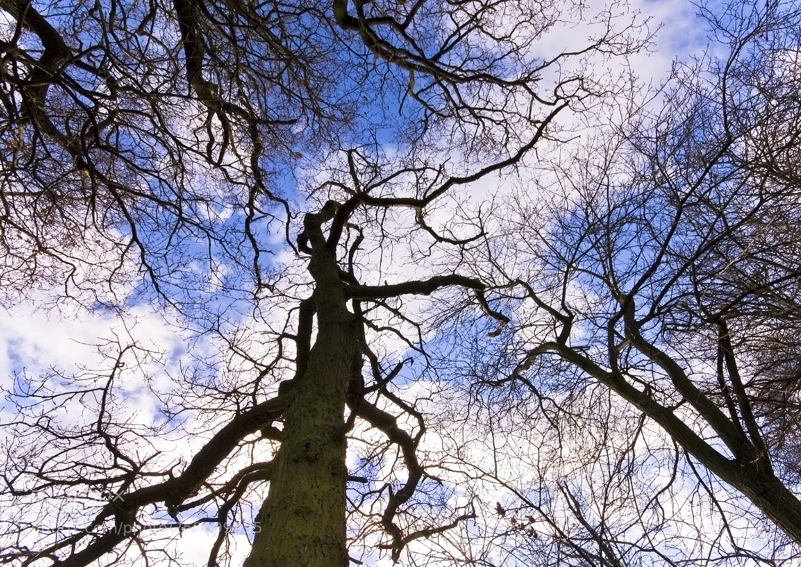 Nikon D50 sample photo. Branches in the sky photography