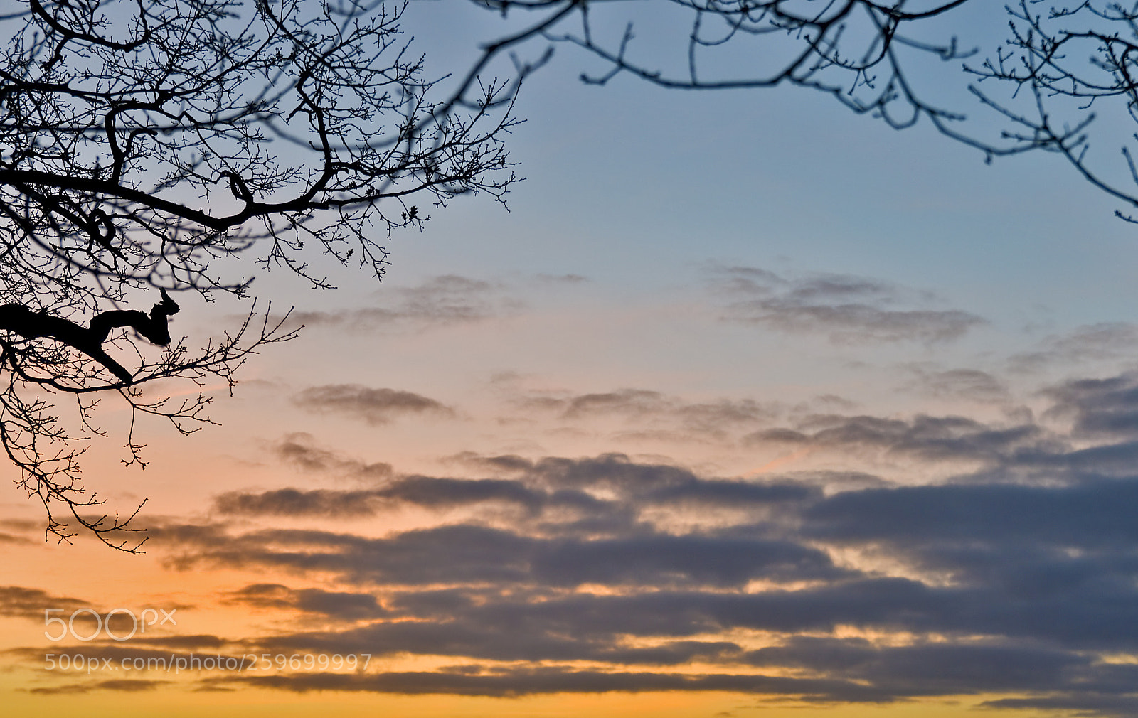 Nikon D300 sample photo. Branches over sunrise photography